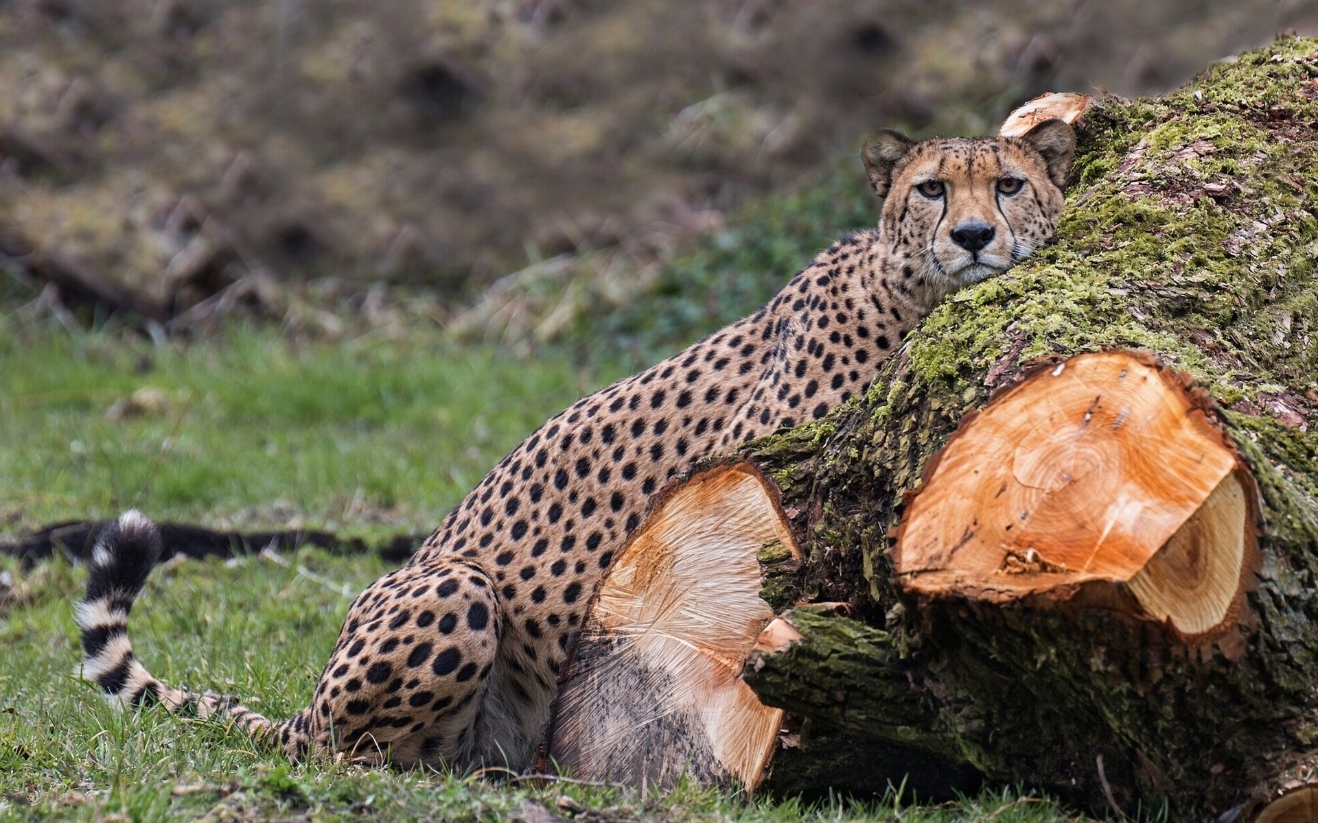 ghepardo gatto selvatico predatore tronco