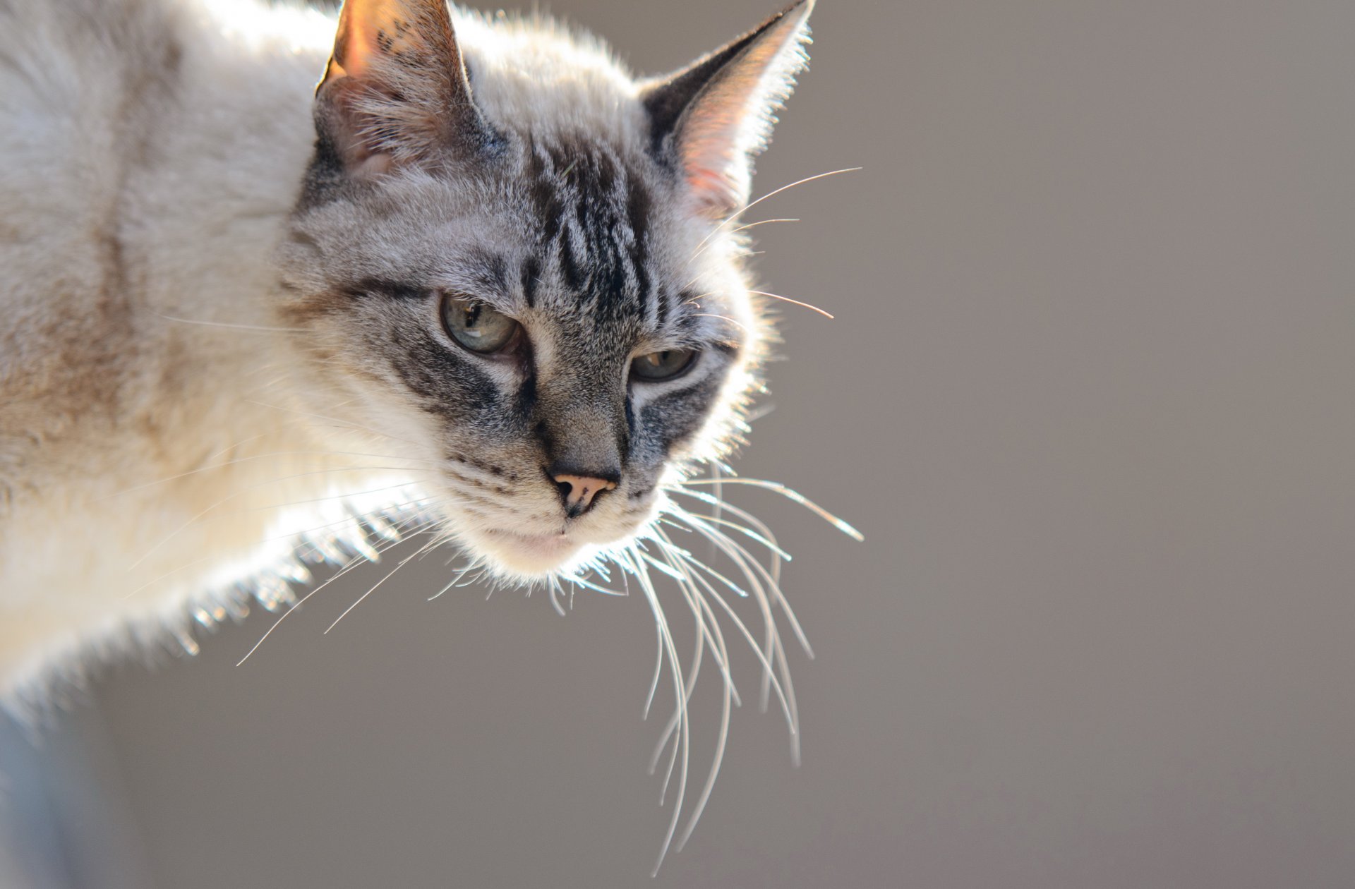 katze blick hintergrund