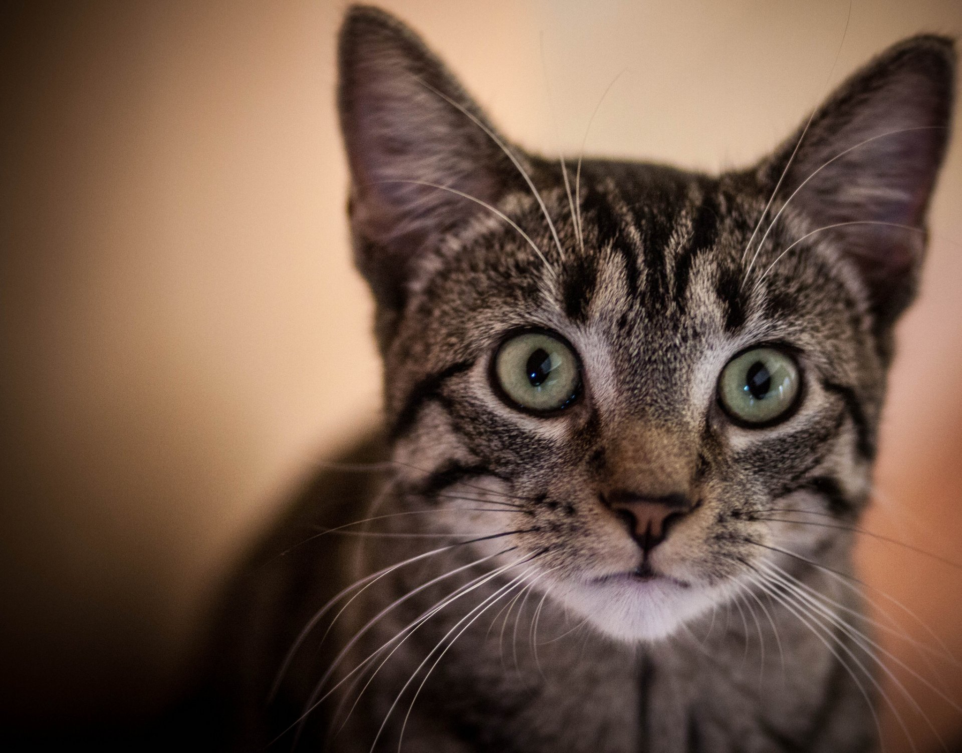 chat chaton curiosité portrait