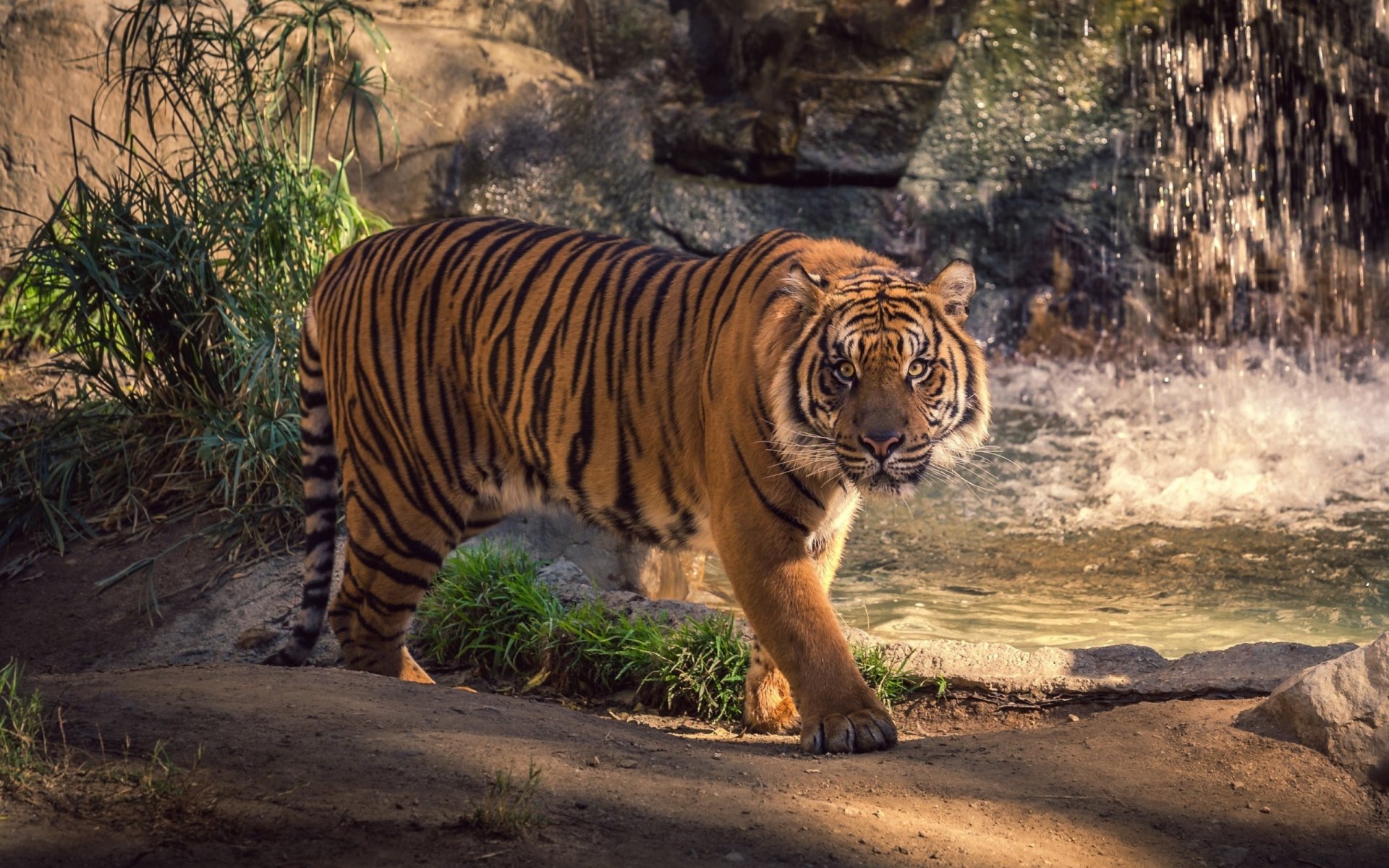 tiere katze tiger gehen handeln blick aufmerksamkeit grüns gras wasser spritzer spritzer wasserfall