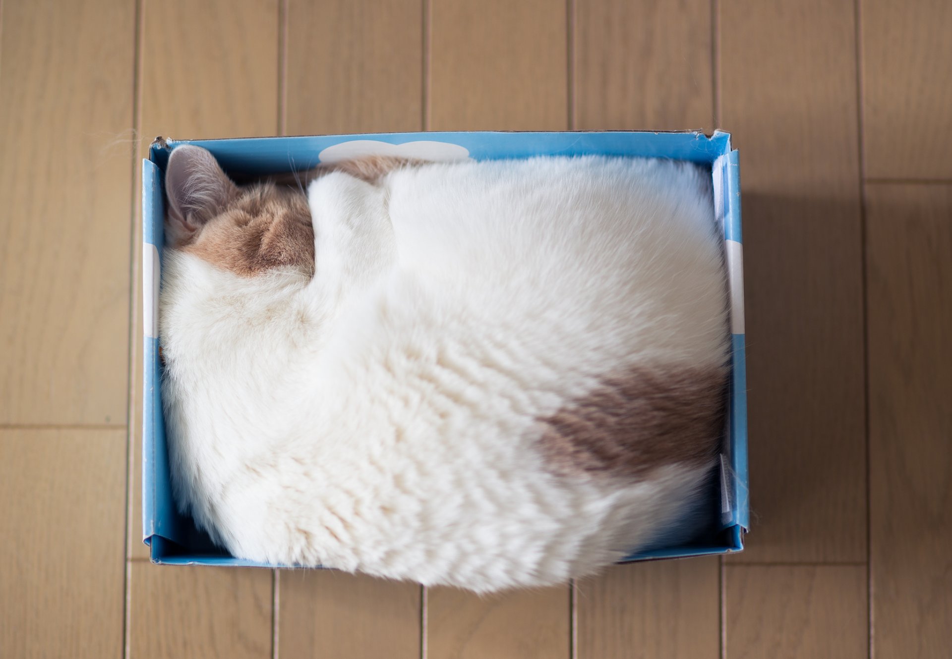 hannah benjamin torode ben torode cat sleeping box top view