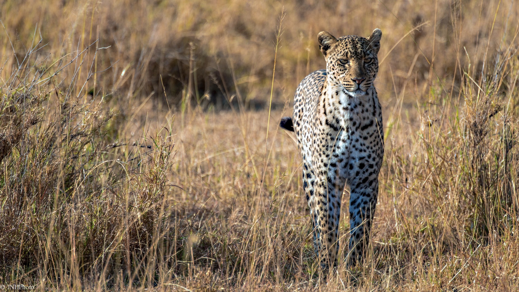 léopard afrique savane prédateur grand chat