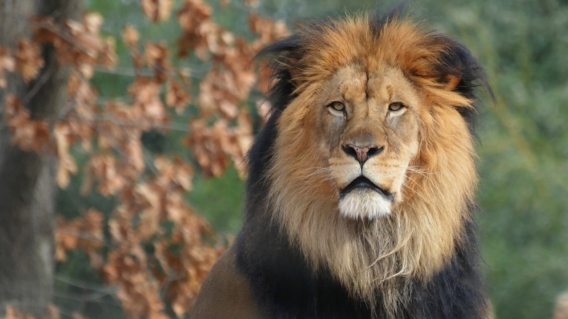 löwe könig der tiere mähne porträt