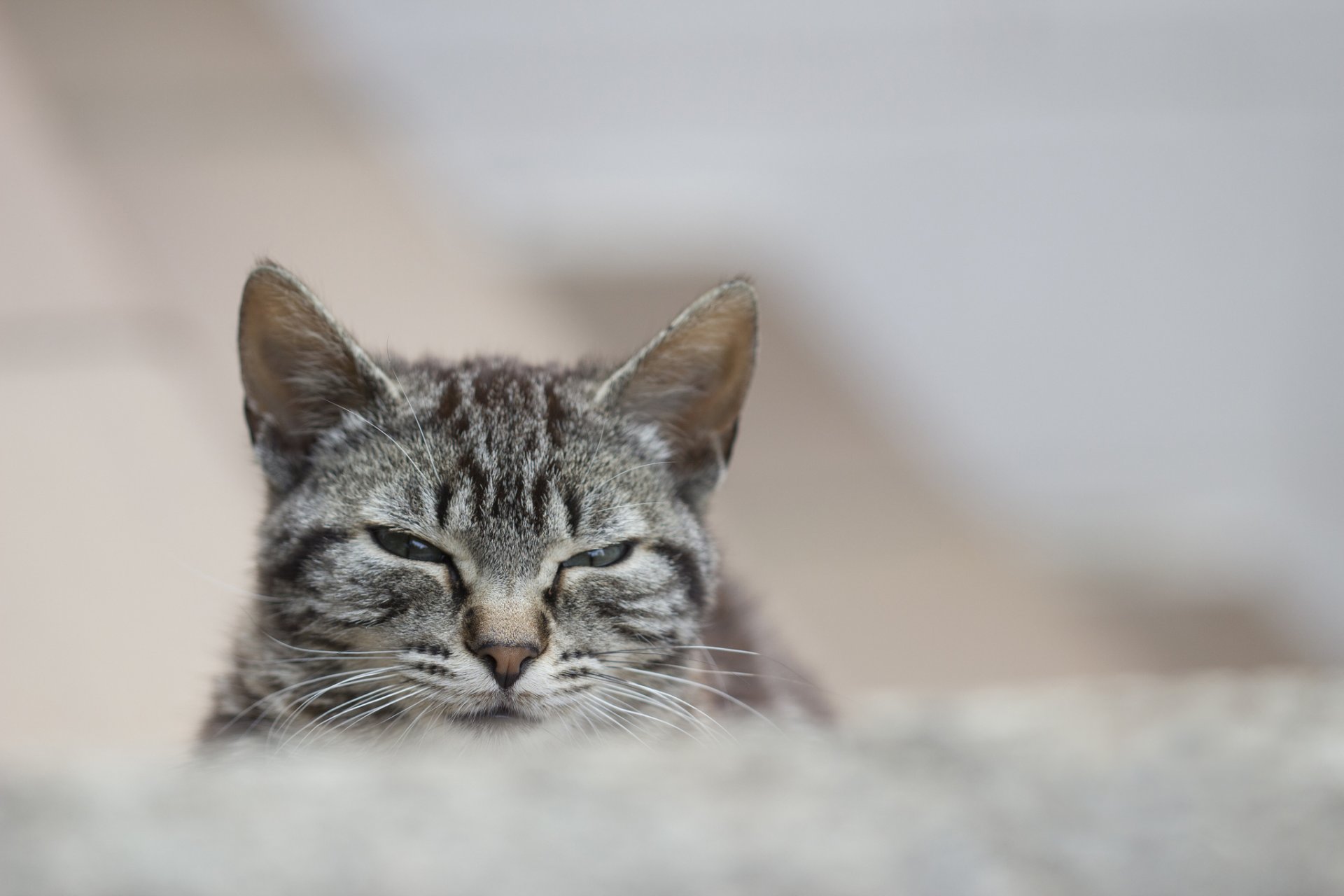 katze katze grau gestreift blick porträt