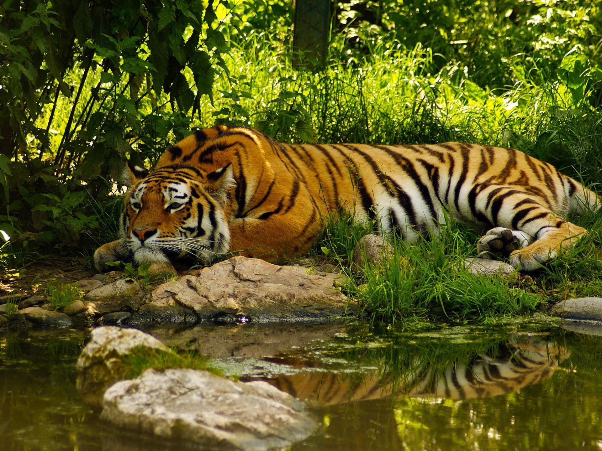 tiger schläft liegt gras wasser