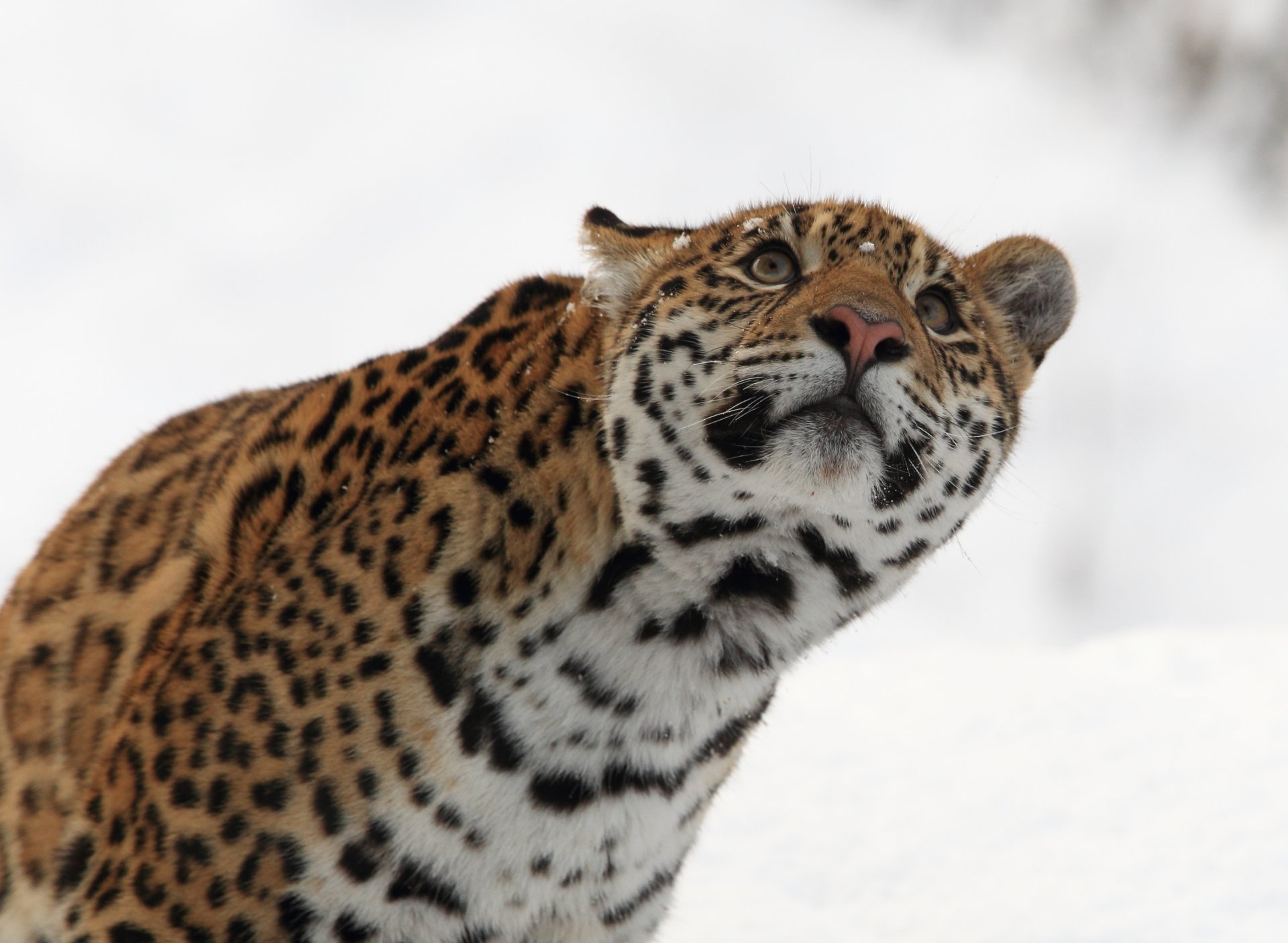 jaguar wildkatze raubtier schnauze winter blick nach oben