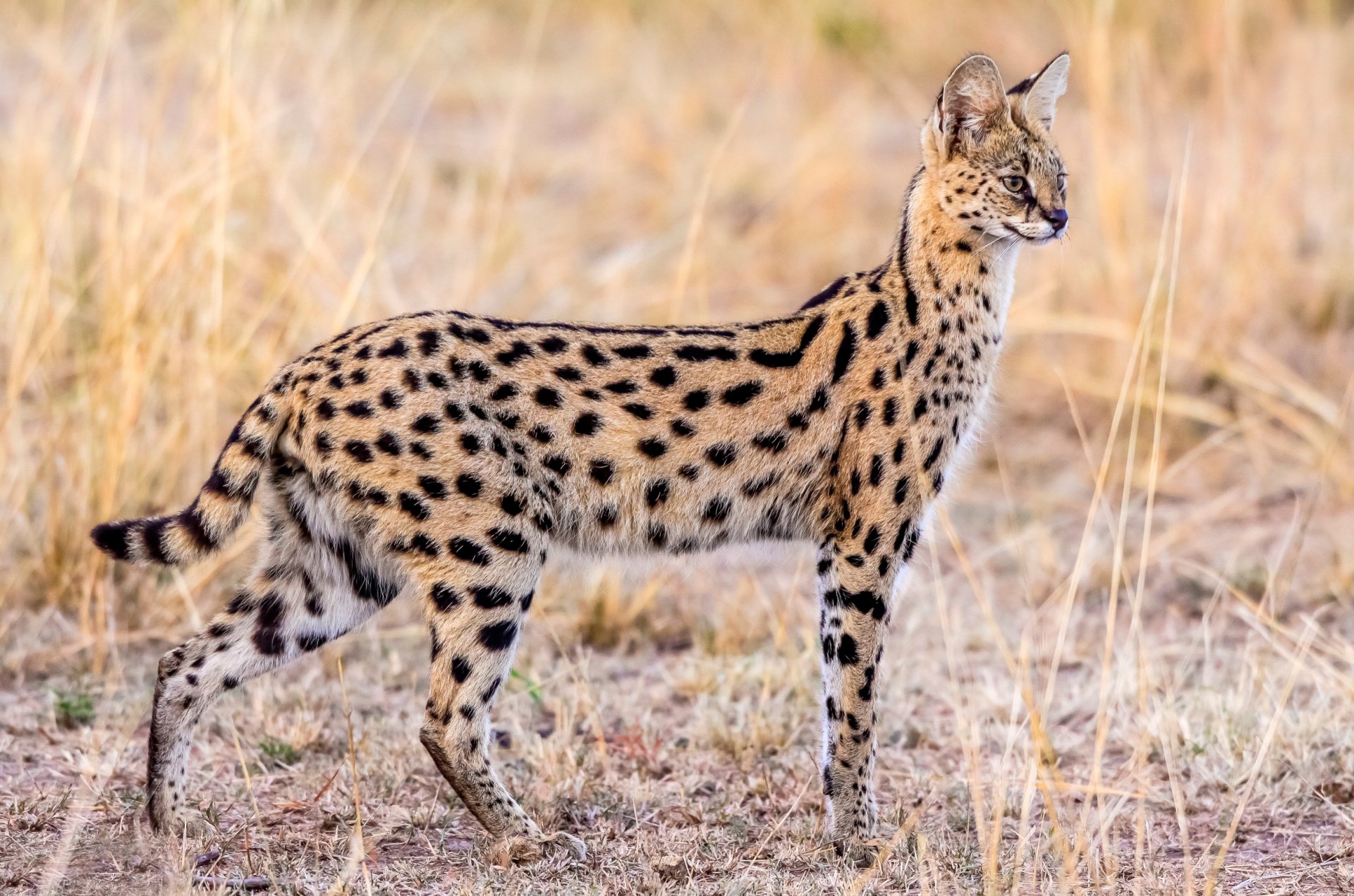 serval gracia wildlife