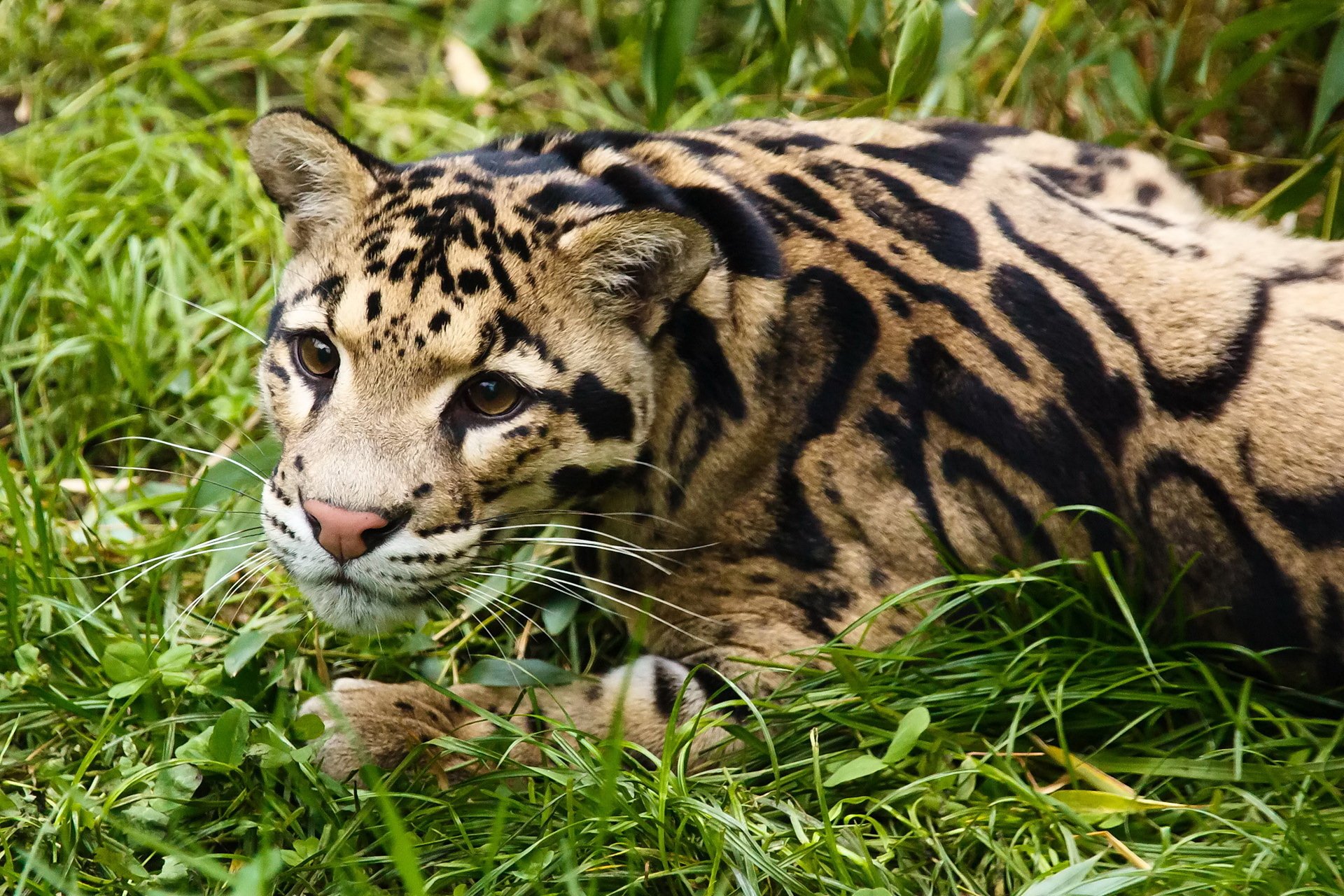 leopardo ahumado hocico mirada descanso hierba