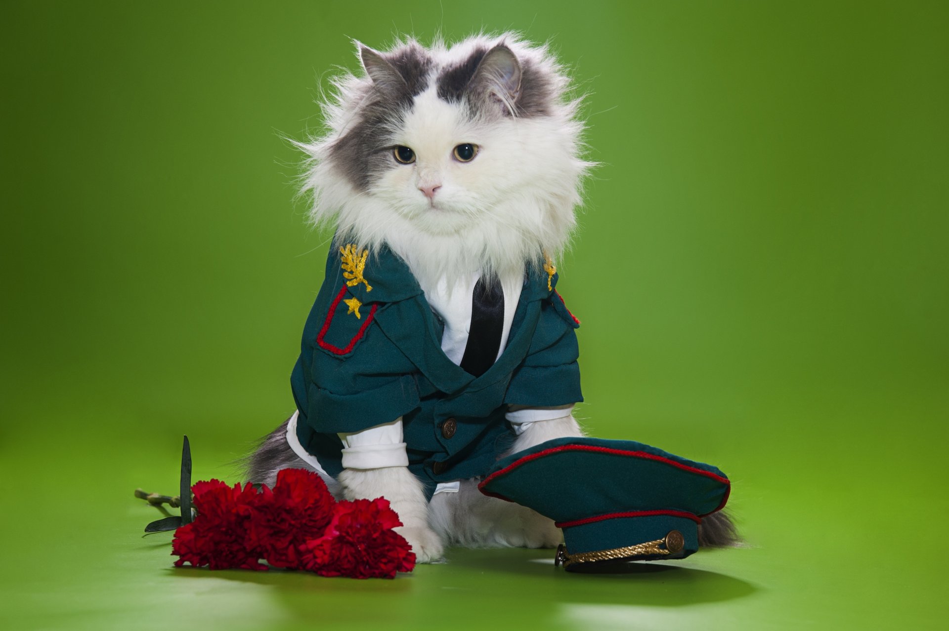 katze flauschig uniform schirmmütze nelken blumen