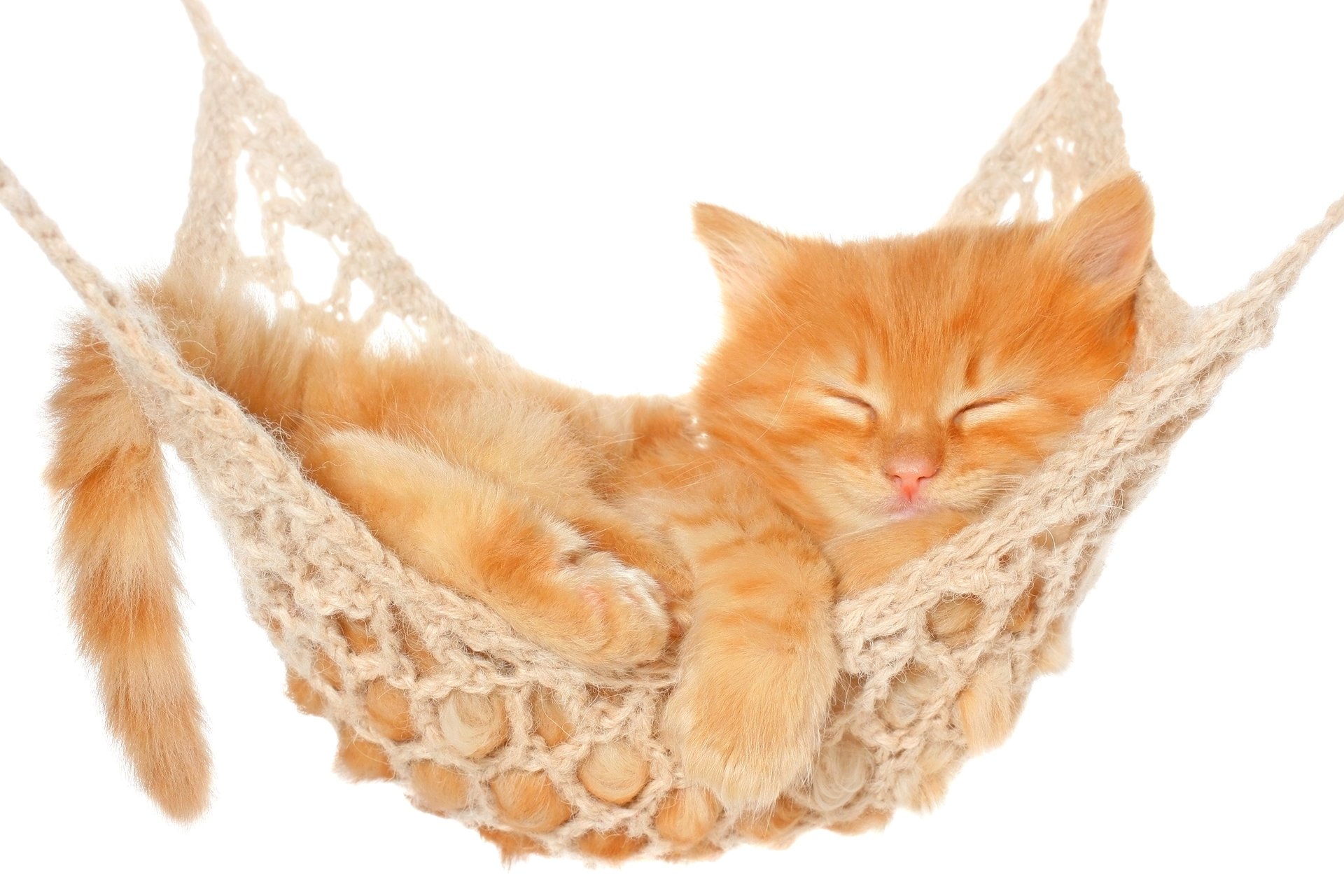 cat cat sleep rest hammock white background