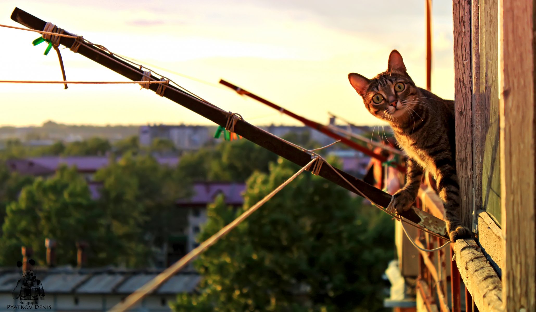 tiere katze katze pyatkov_deni