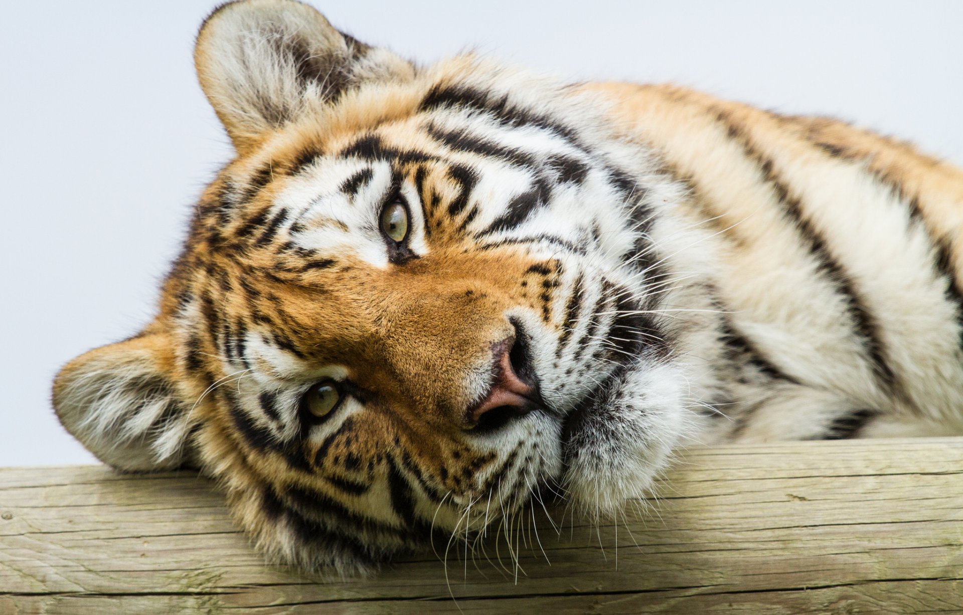 amur-tiger katze blick tiger porträt