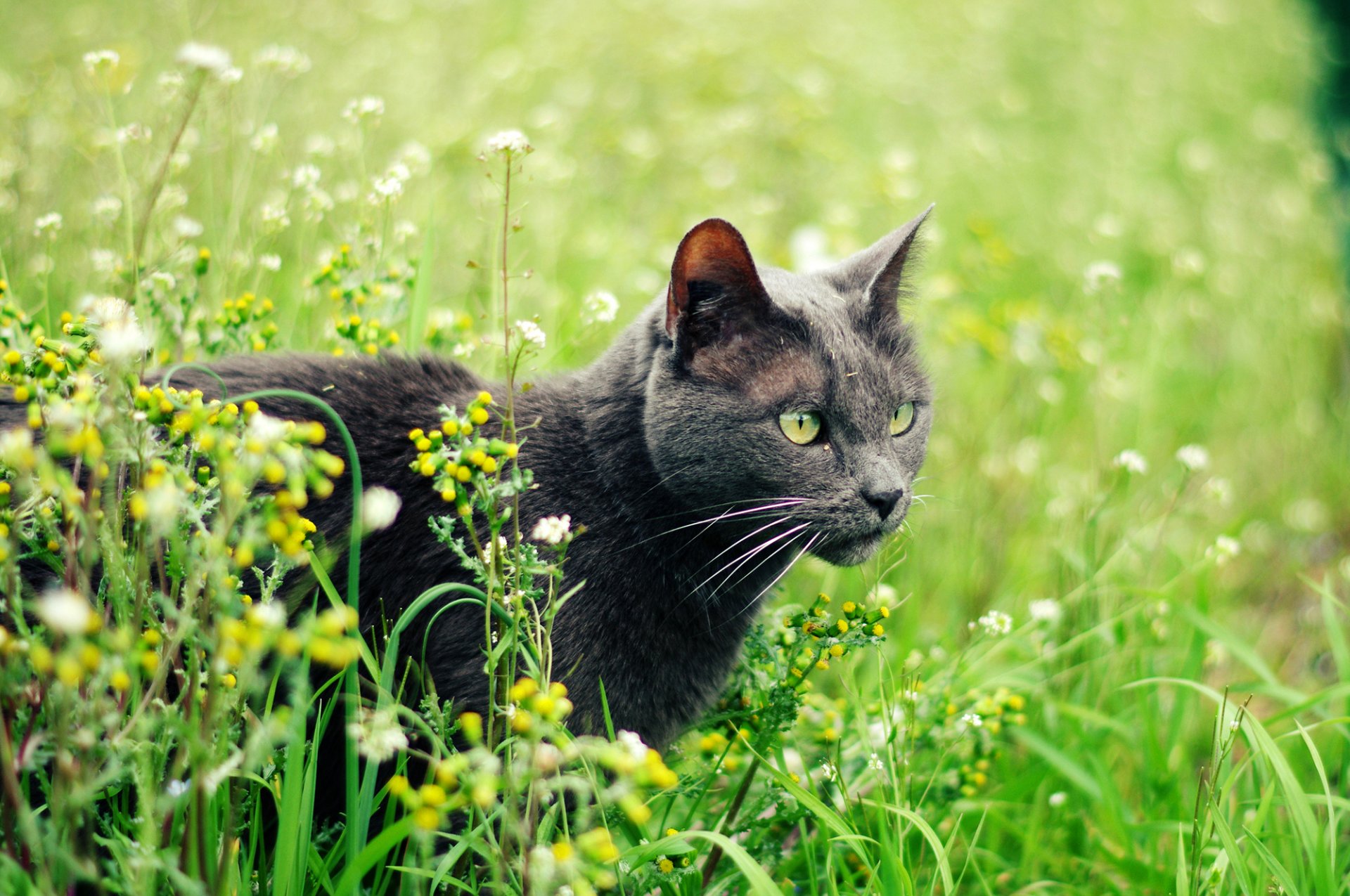 cat cat gray green-eyed grass plants summer