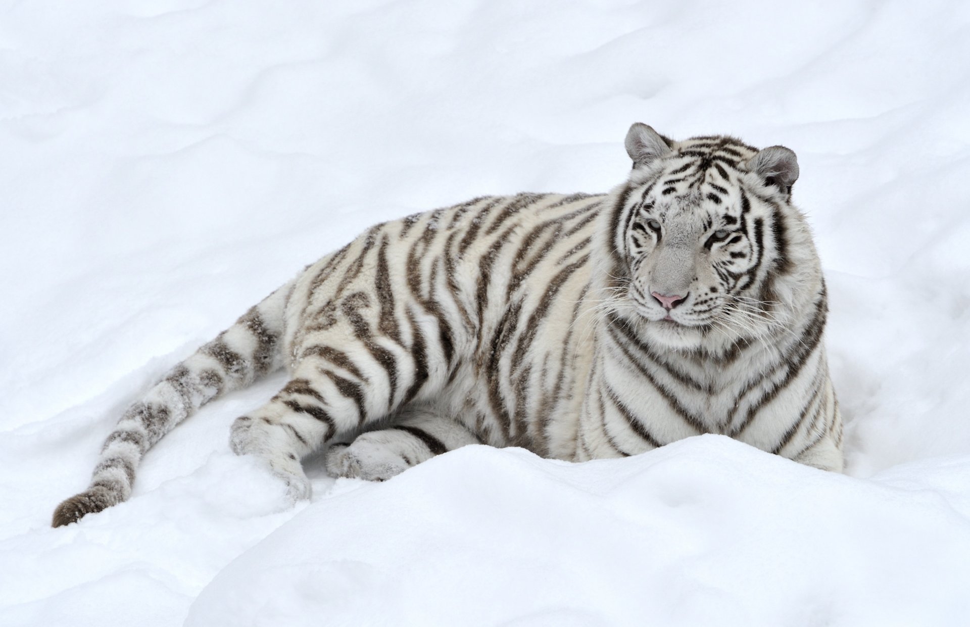 tiger raubtier schnee weiß