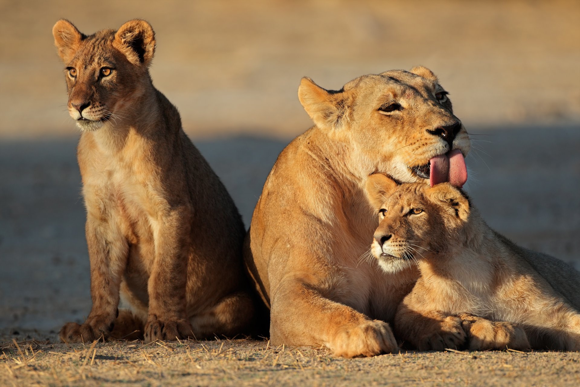 leona gato cachorros de león familia lengua lavado