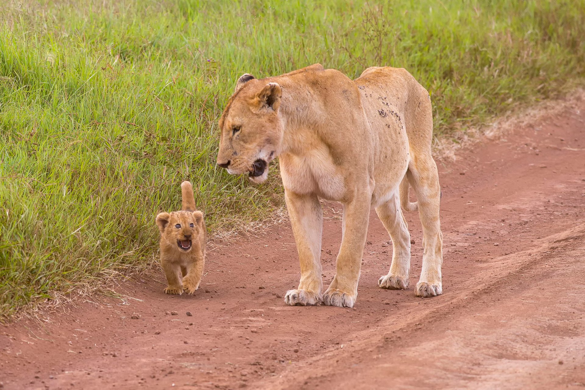 lioness mother&child