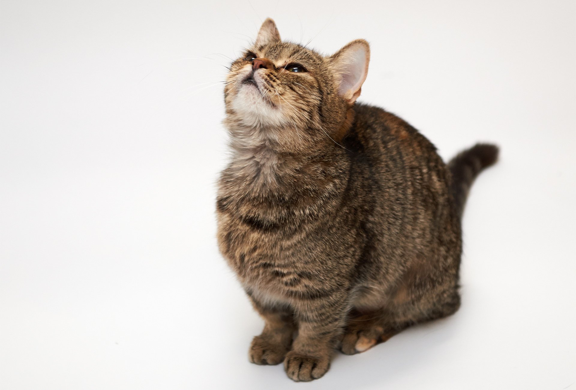 katze katze weißer hintergrund streifen