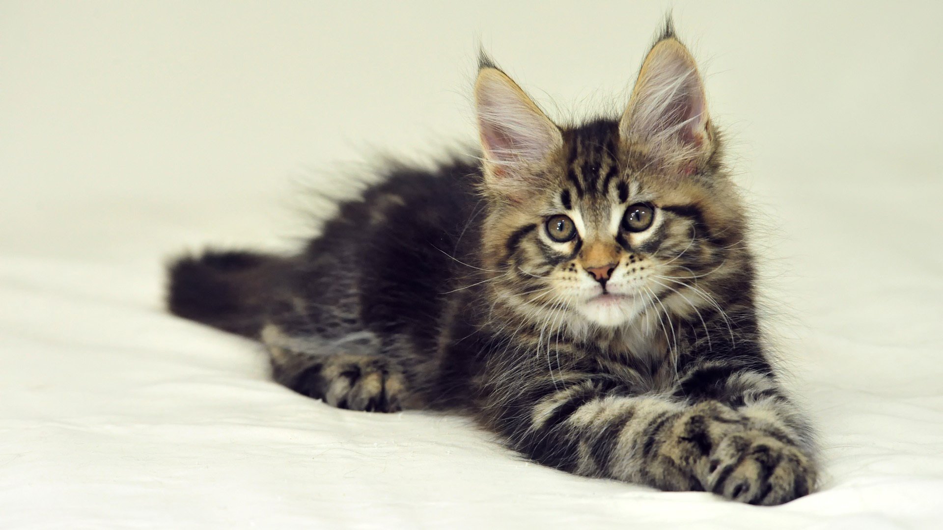 maine coon katze kätzchen liegt hintergrund