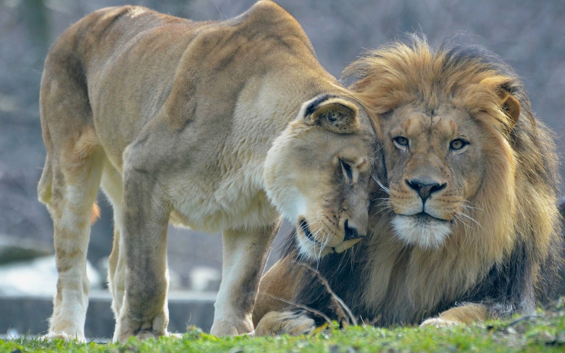 leones león leona amor