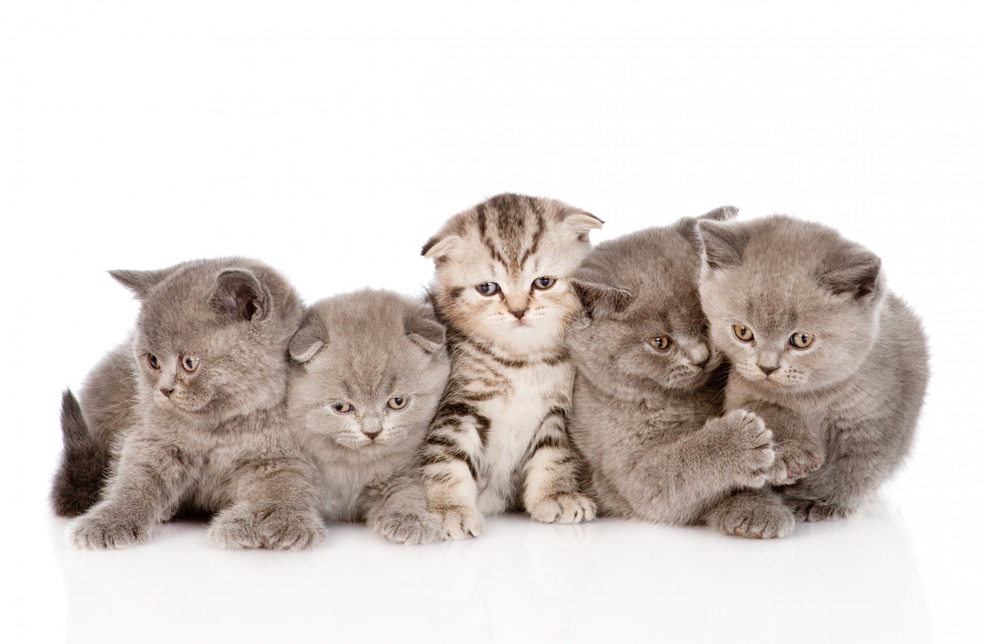 chats chatons tout-petits