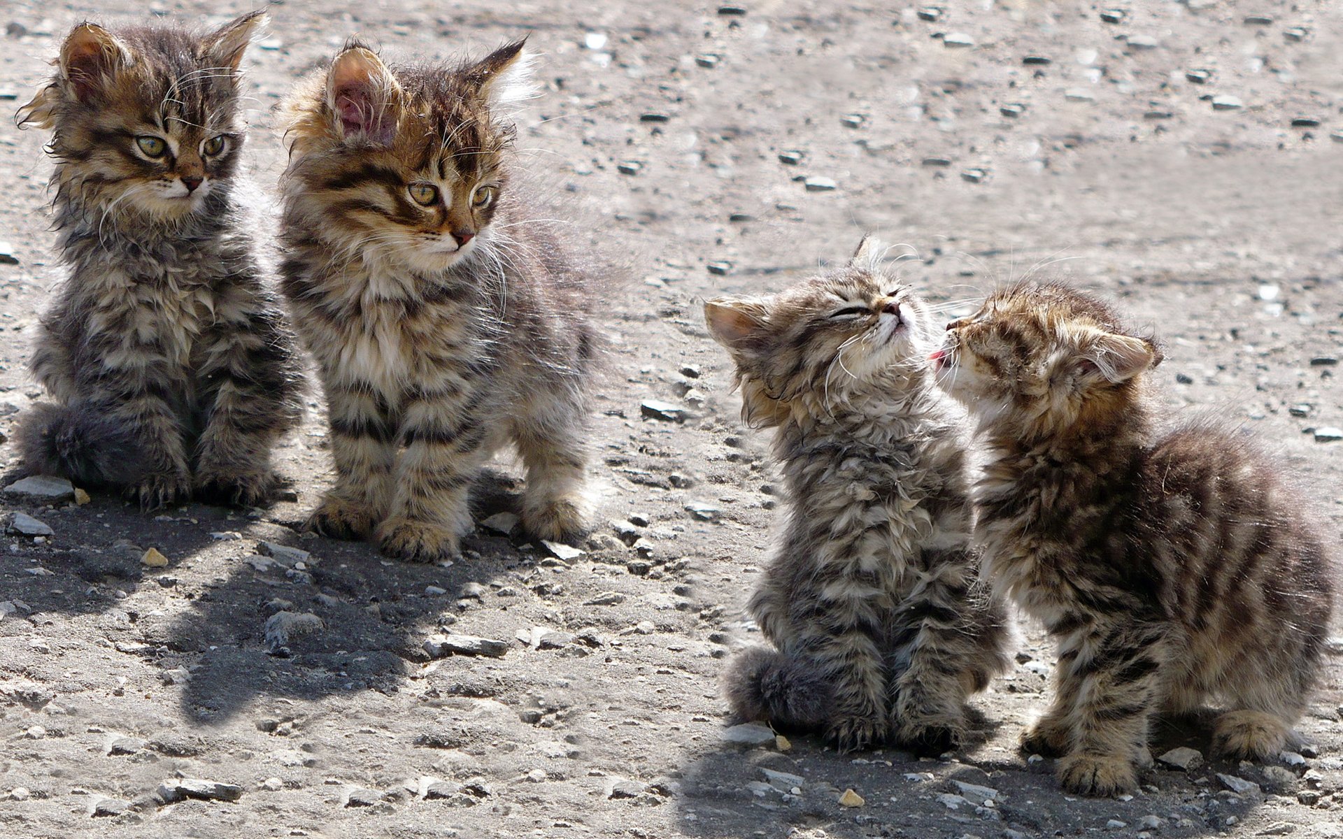 chatons jouer les enfants des rues