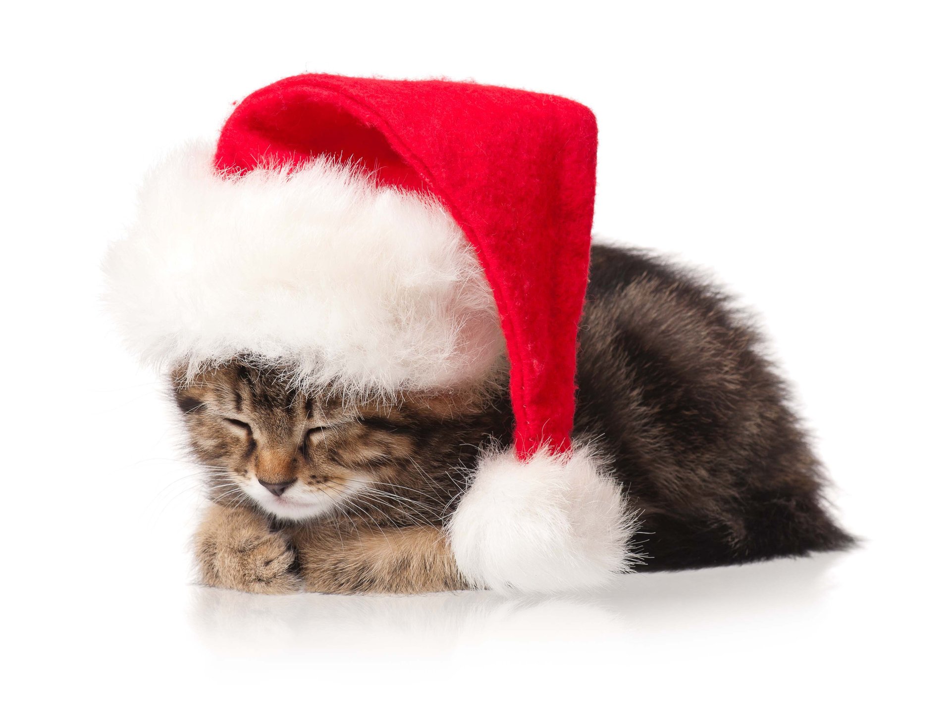 gato gatito año nuevo vacaciones navidad año nuevo gato de navidad