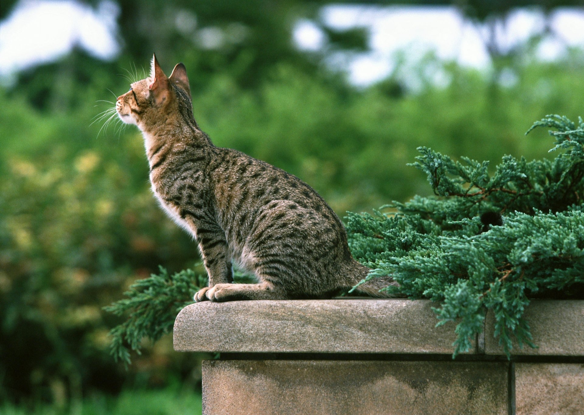 chat rayé parapet verdure