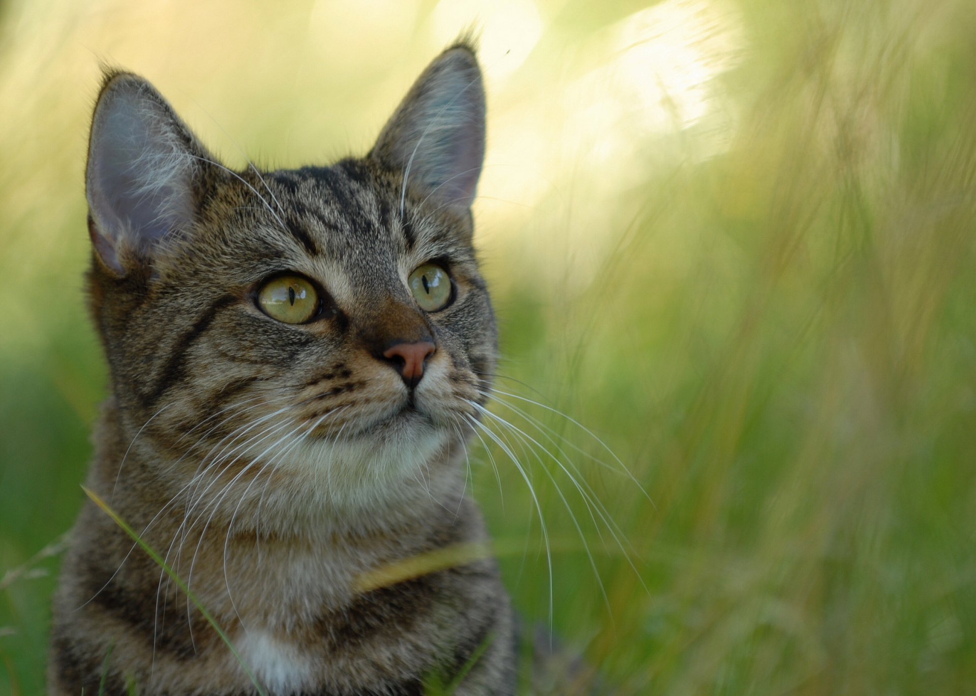 chat gris vue fond