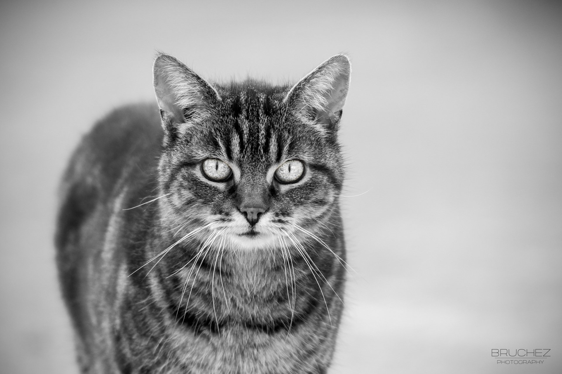 chat chat museau moustache noir et blanc