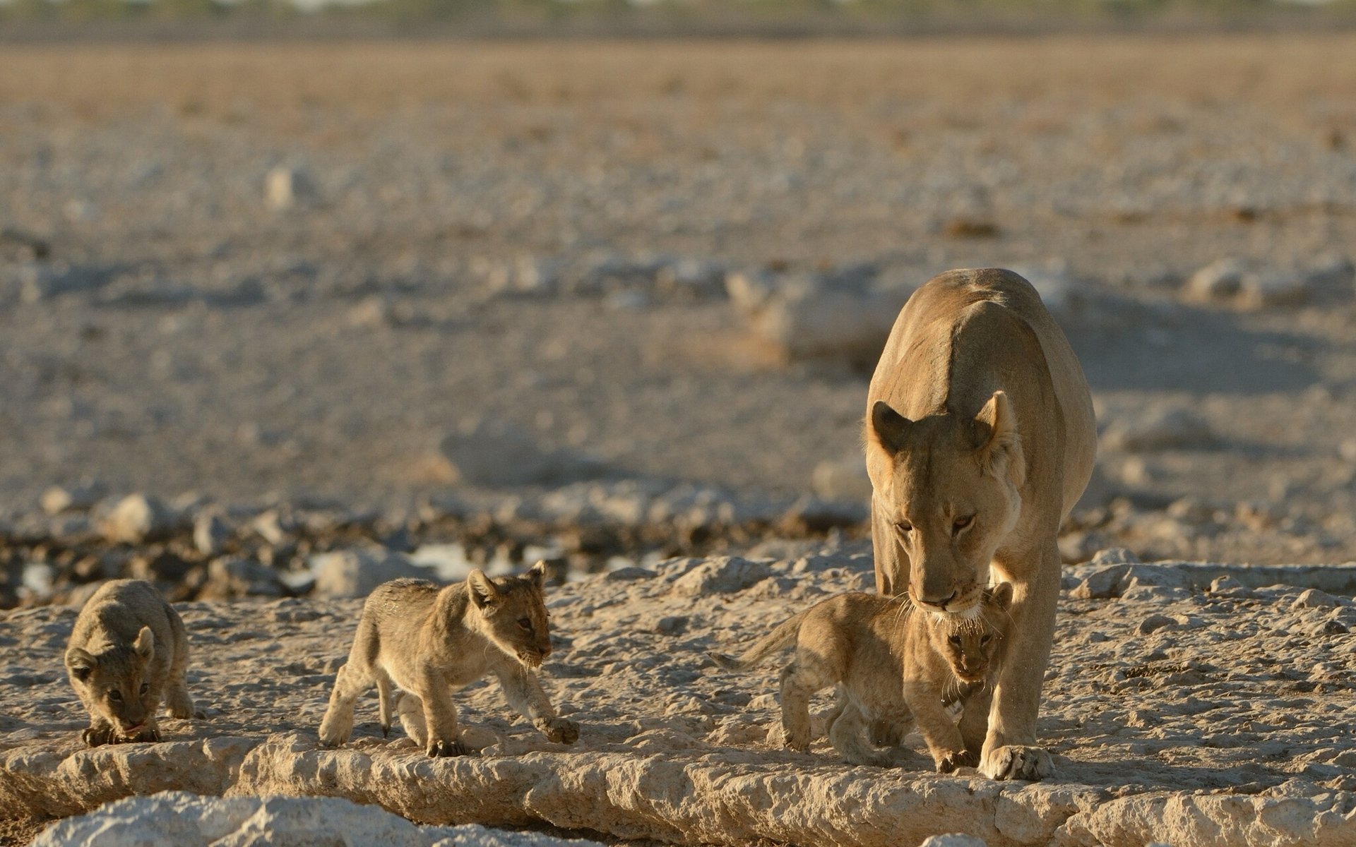 leones leona cachorros gatitos bebés cachorros maternidad