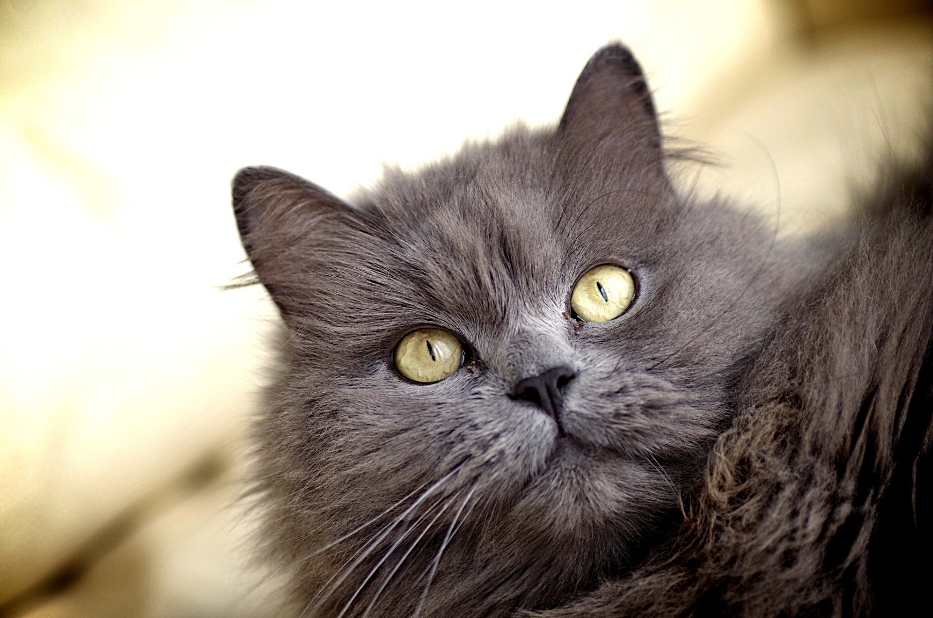 katze katze flauschig grau augen gelb blick