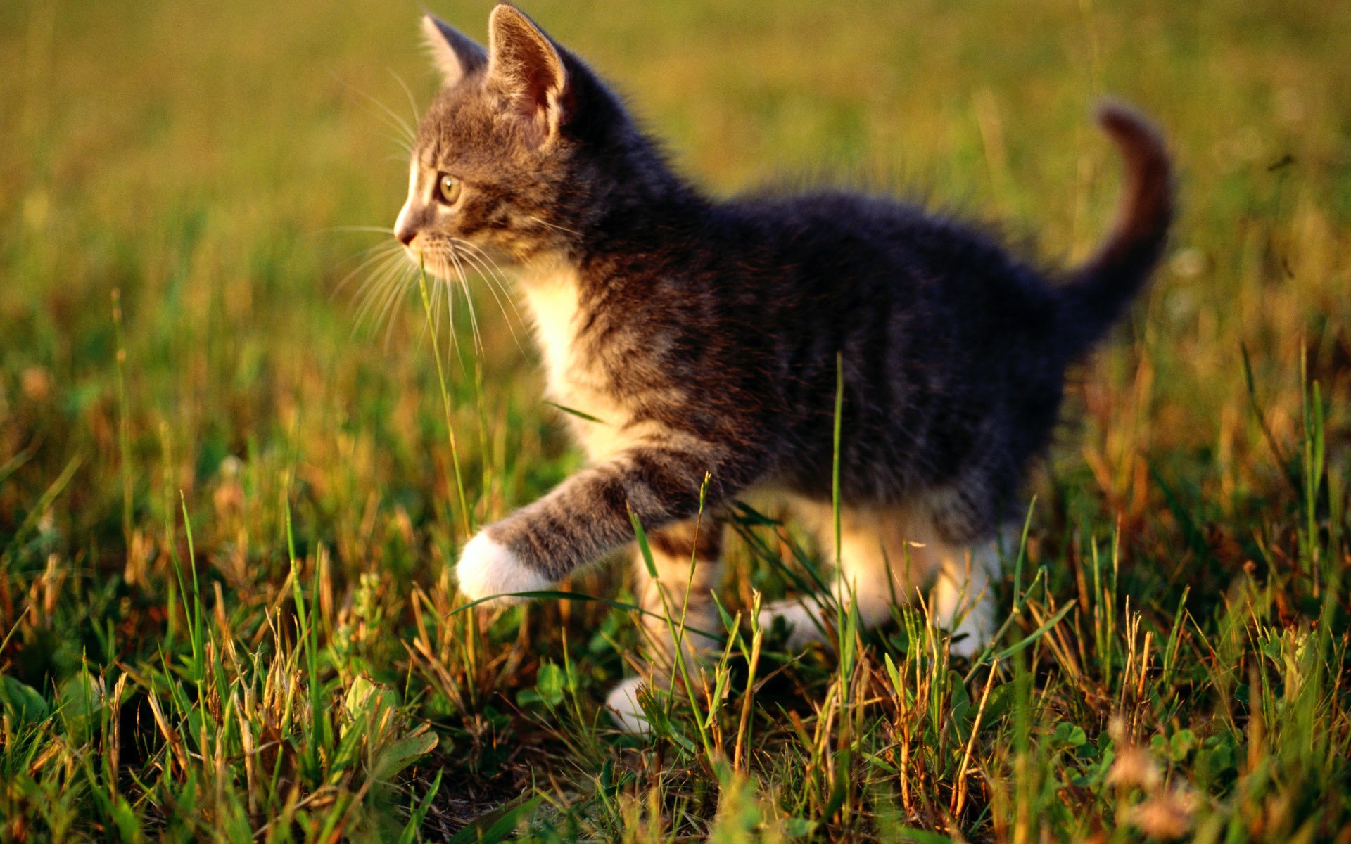 chat chat chaton gros plan herbe