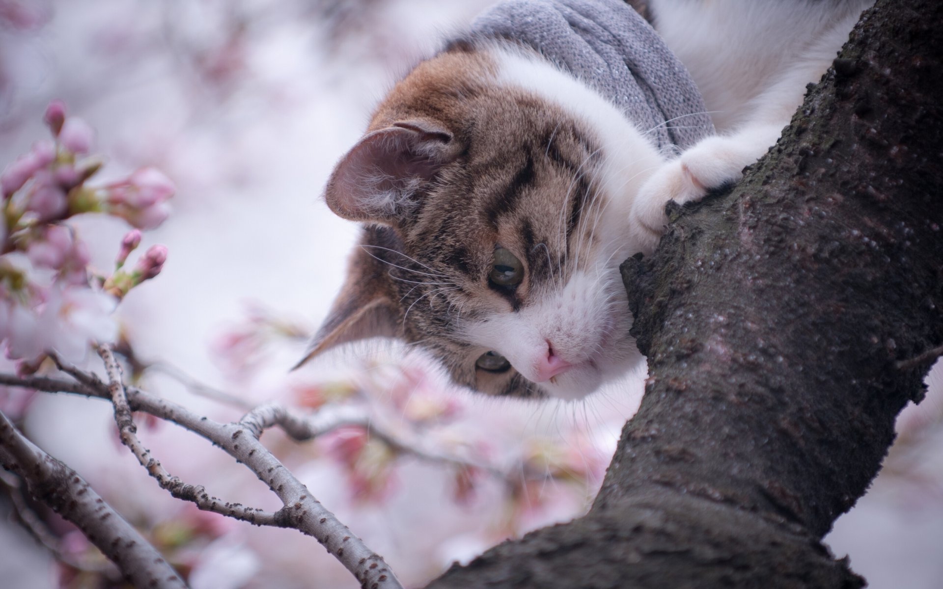 gato árbol primavera