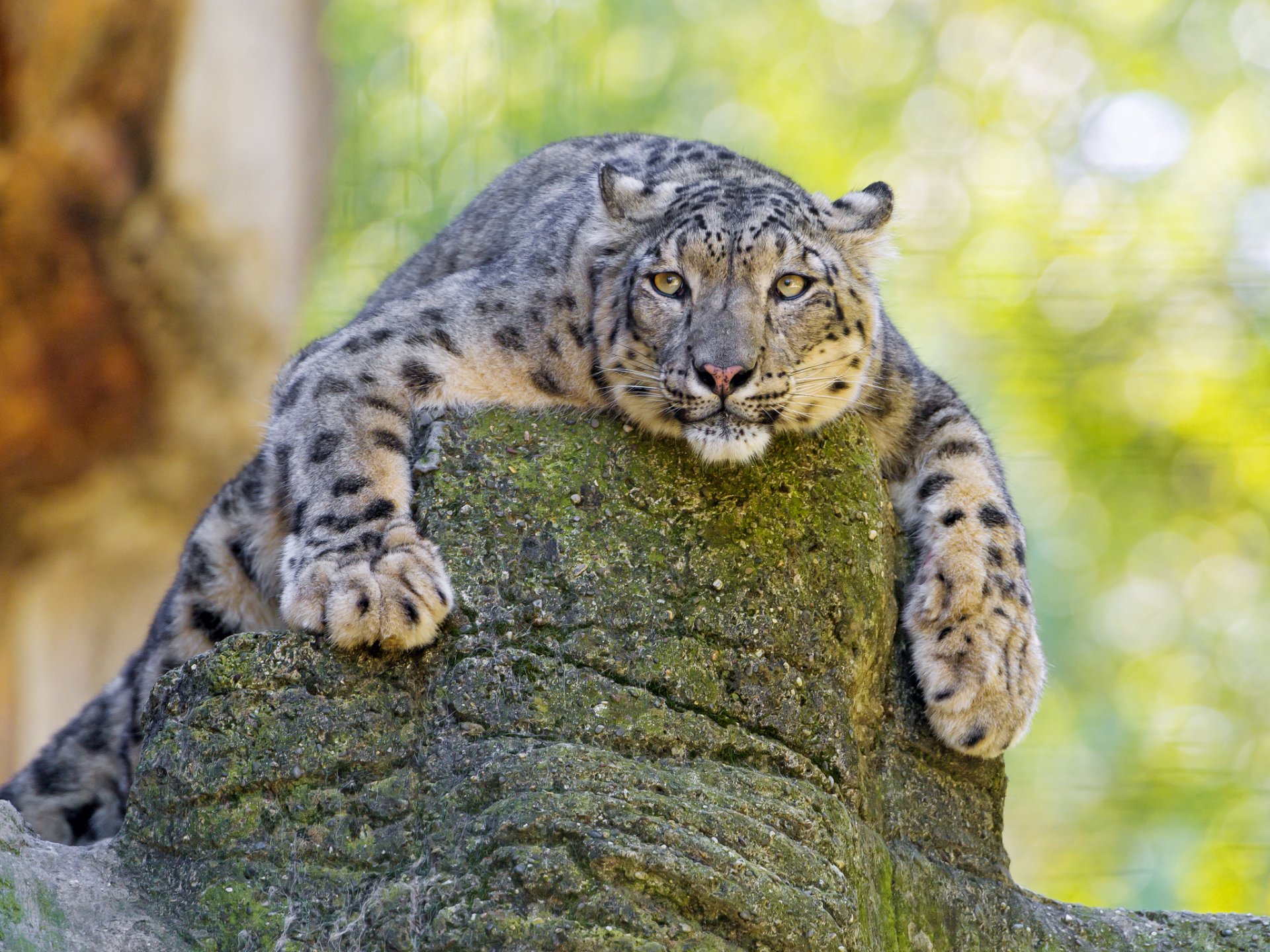 leopardo delle nevi grande gatto predatore pietra