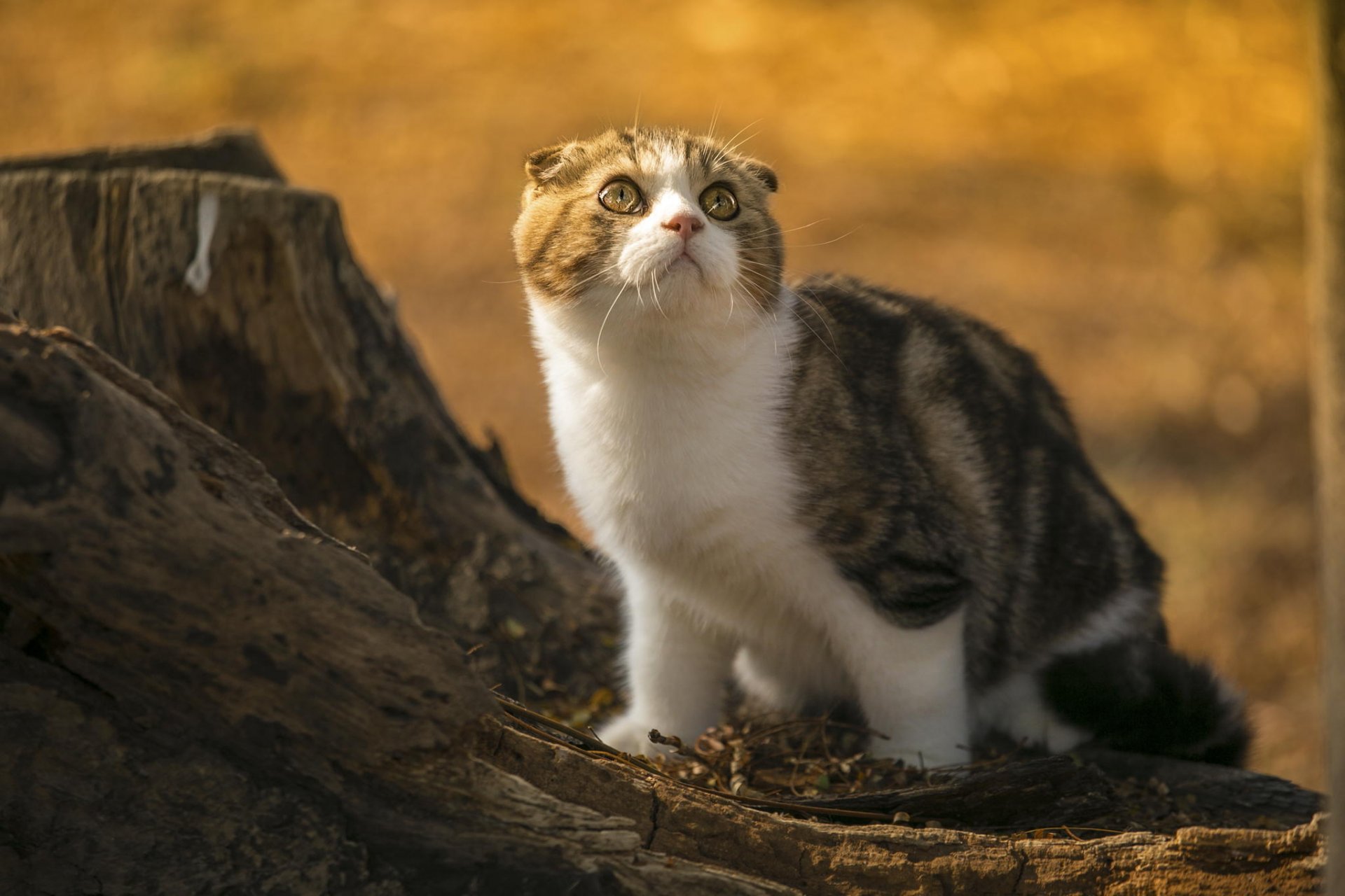 gatto piega scozzese vista moncone natura