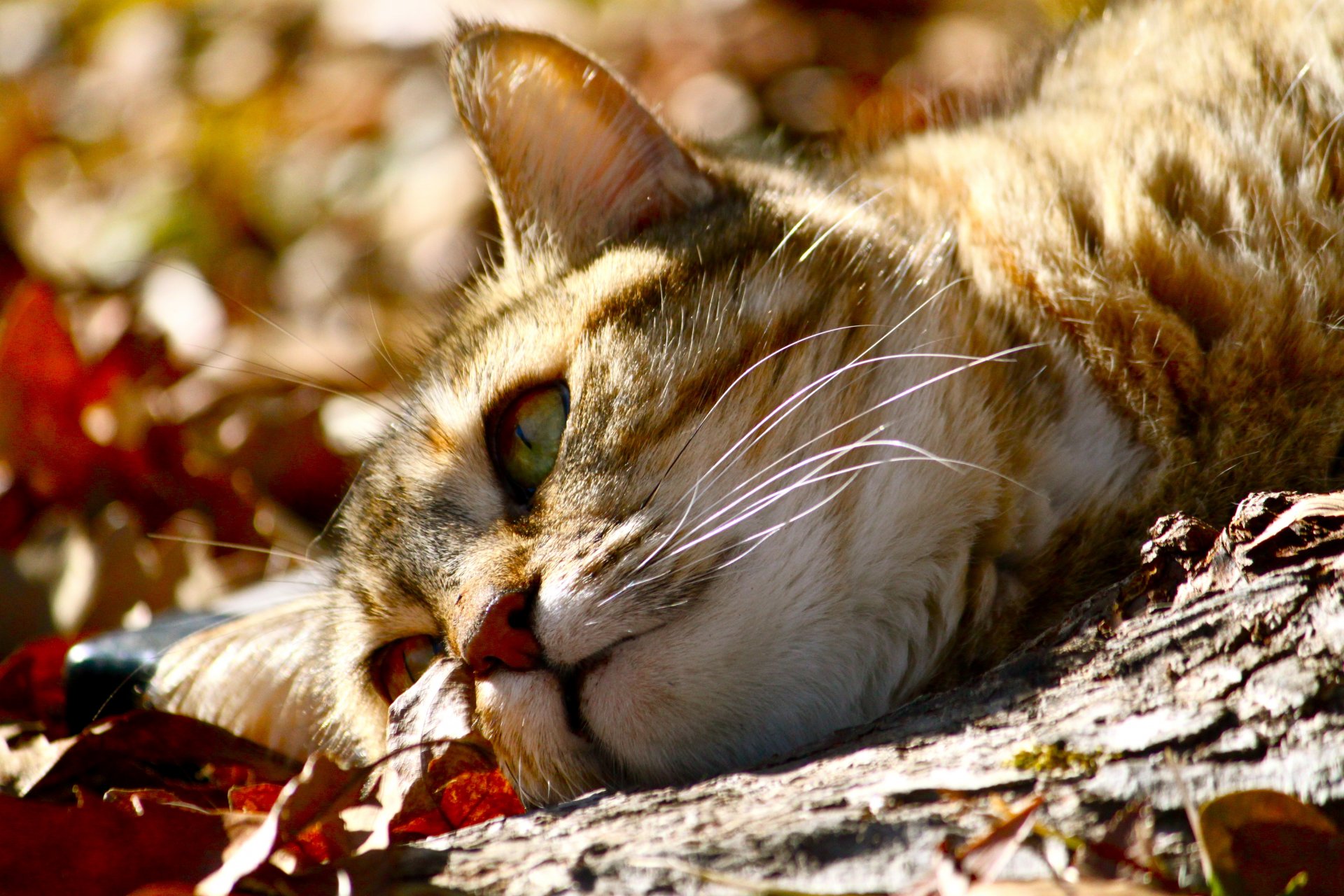 chat museau moustache animal se trouve yeux verts feuilles automne gros plan