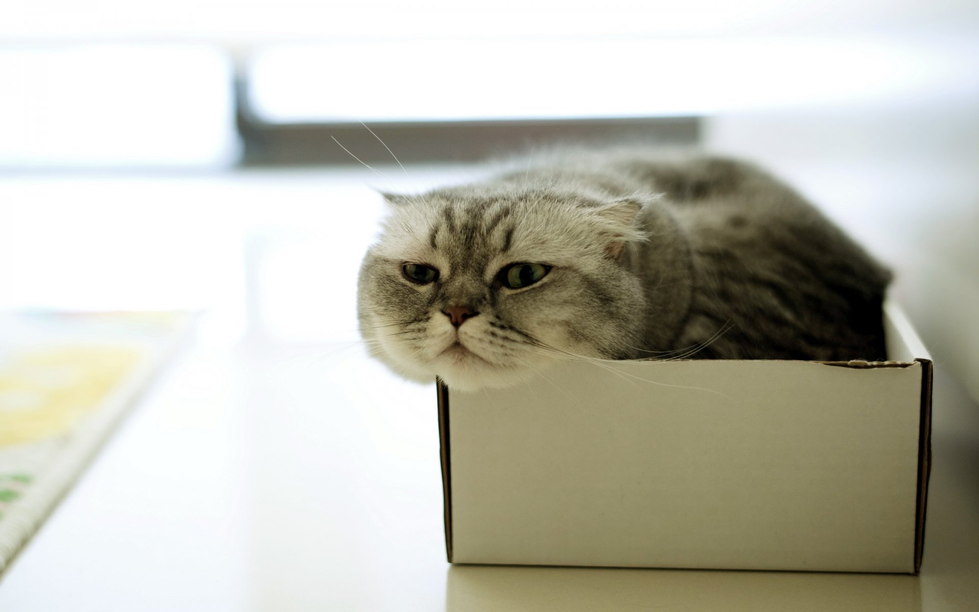 katze box haus