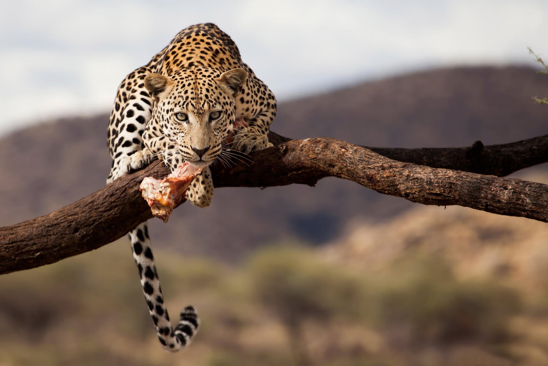 leopard namibia wildlife