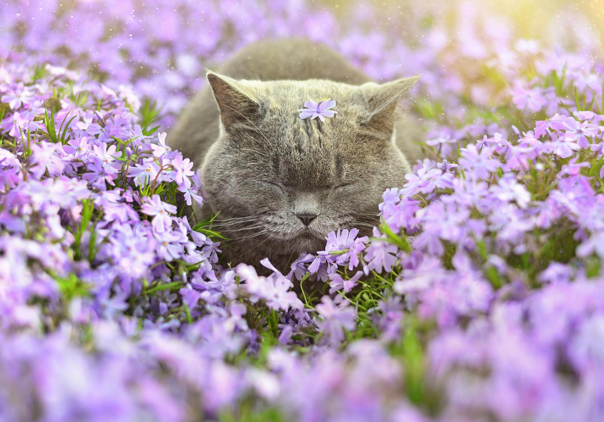Блаженный сон кота в поле цветов - обои на рабочий стол.