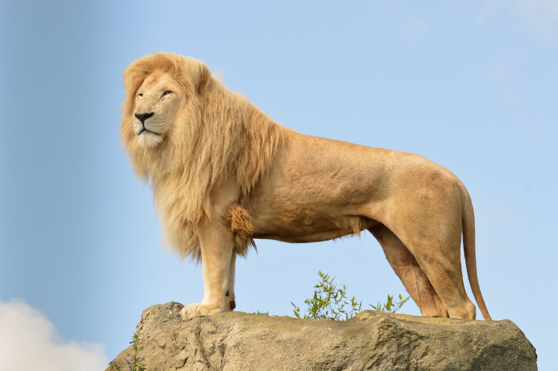 leone gatto predatore criniera vista pietra cielo