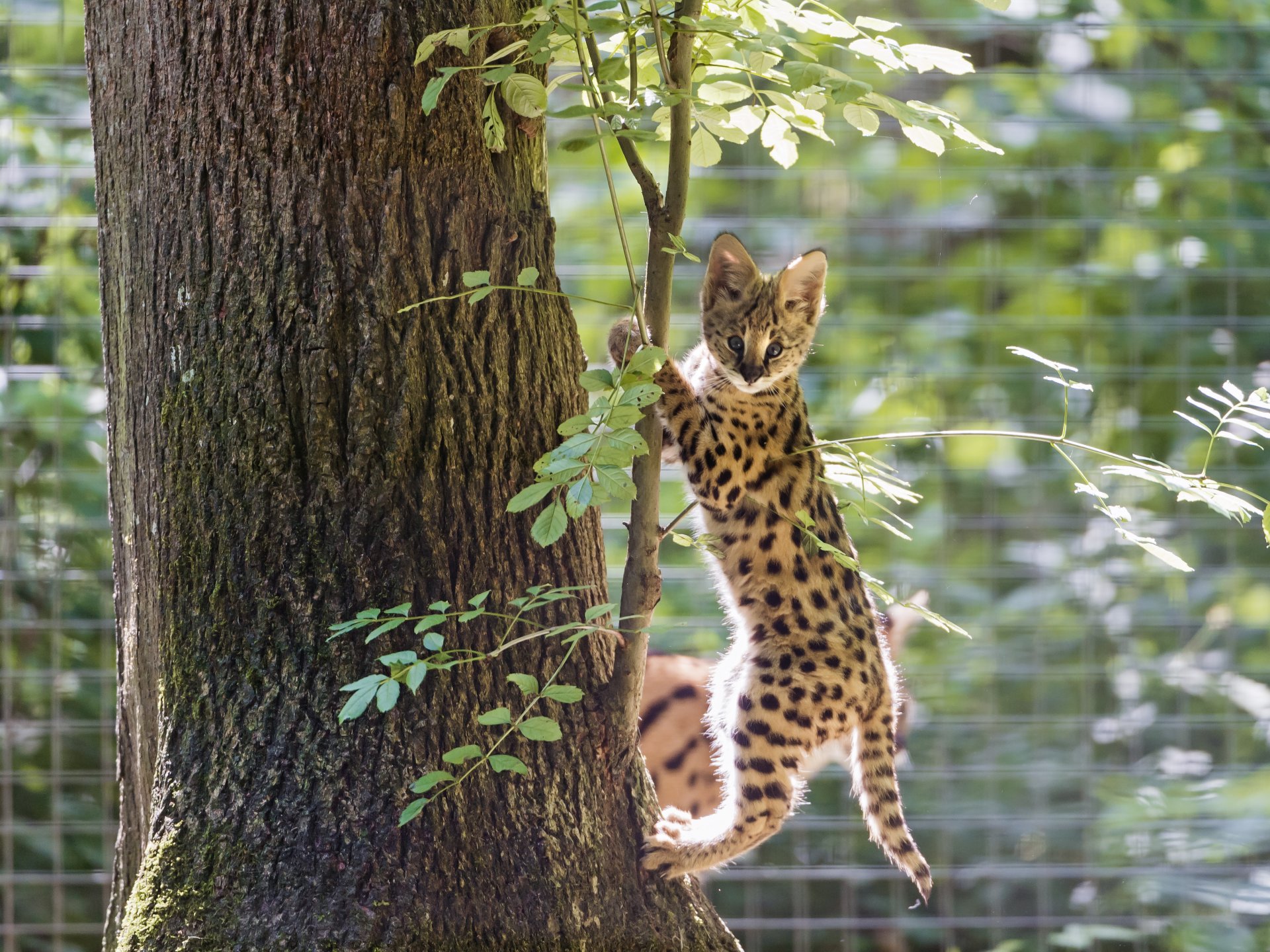 erval cat tree © tambako the jaguar