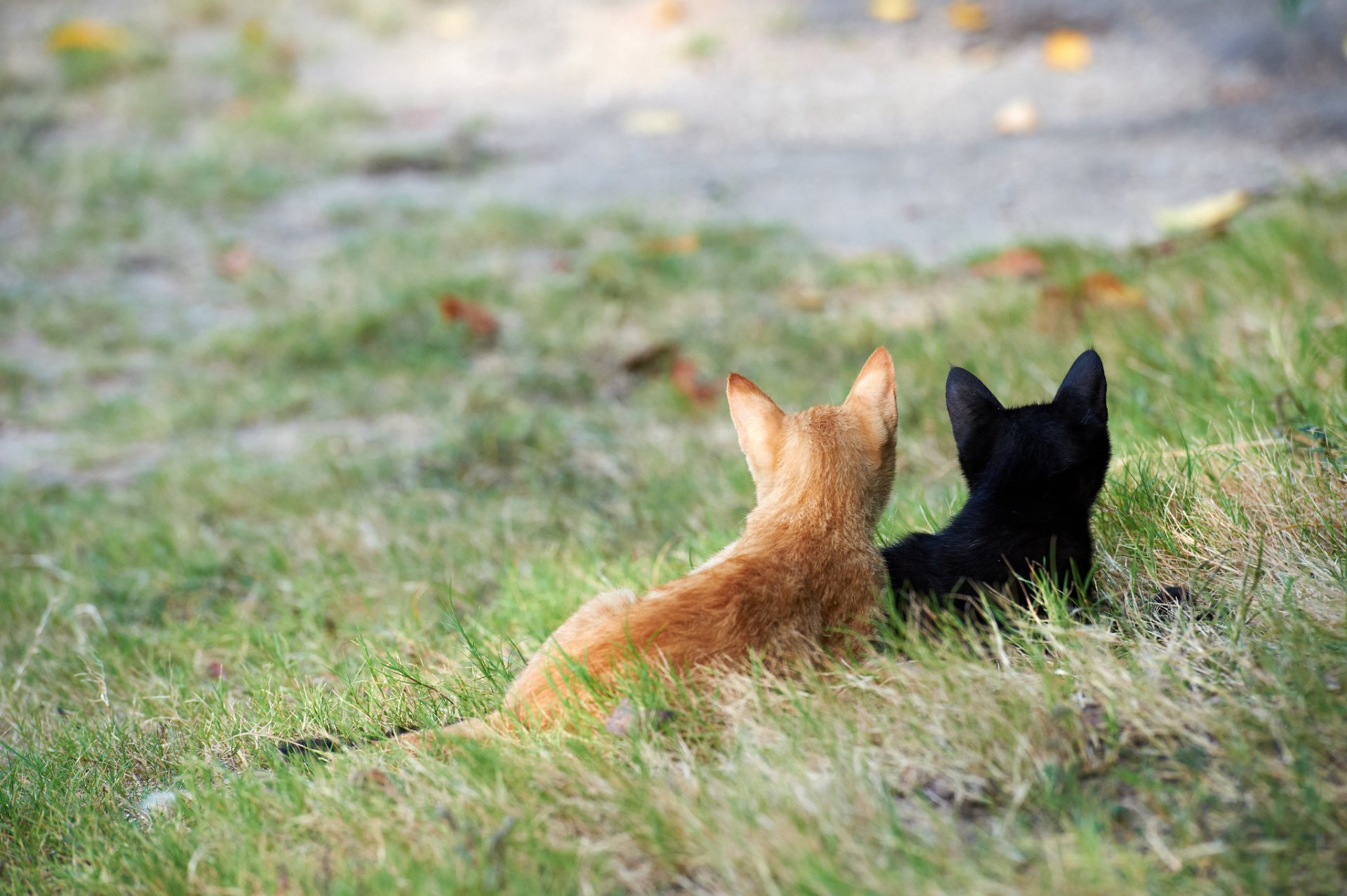 кошки котята улица внимание трава черный рыжий