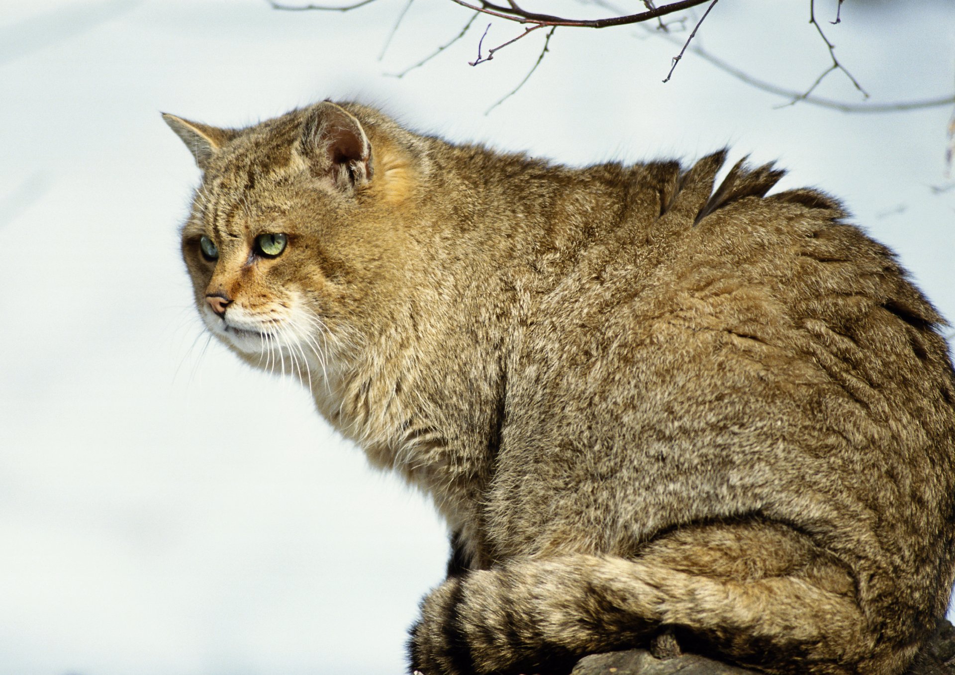 katze schnee wald raubtier baum