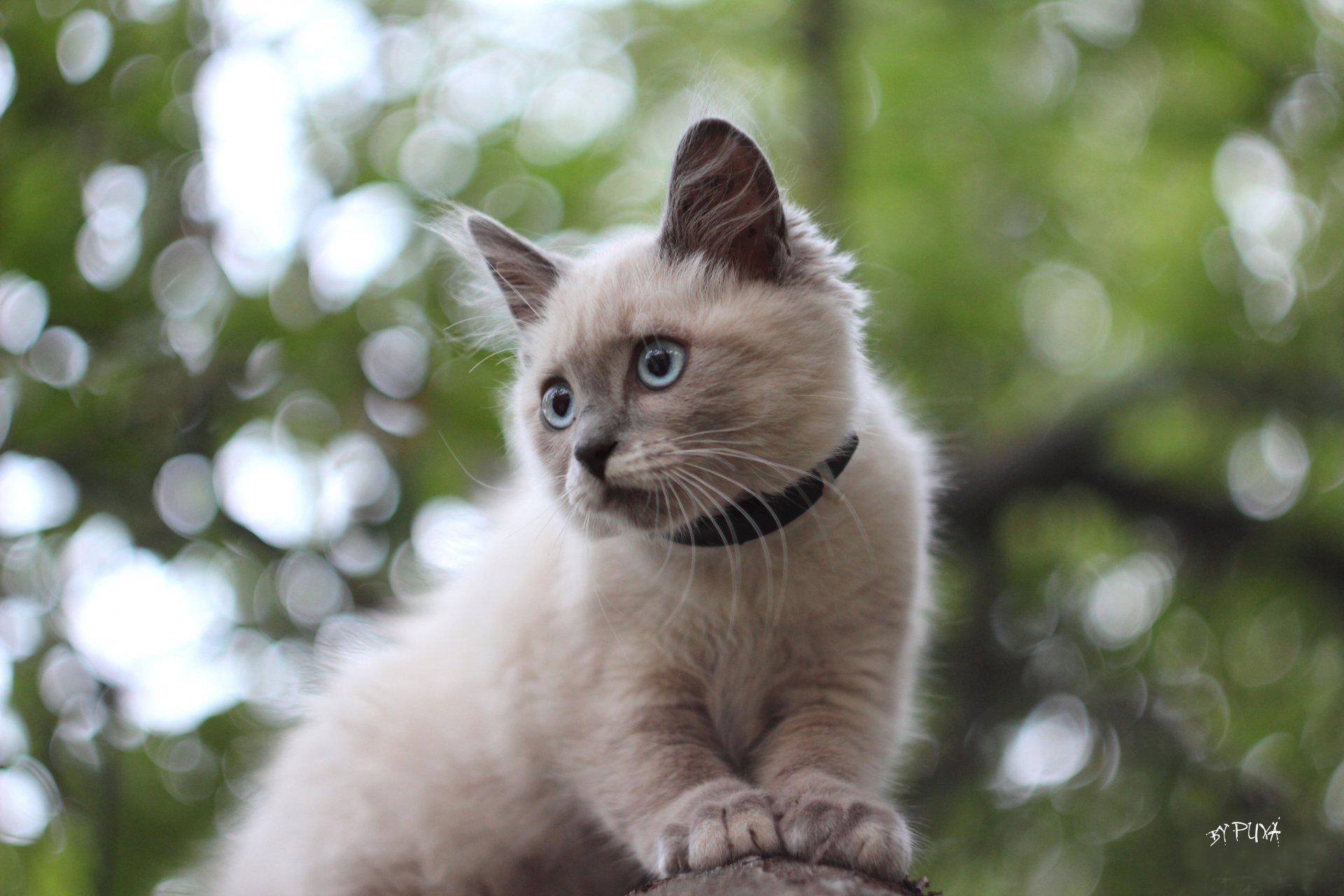 gatto siamese bokeh sull albero occhi azzurri