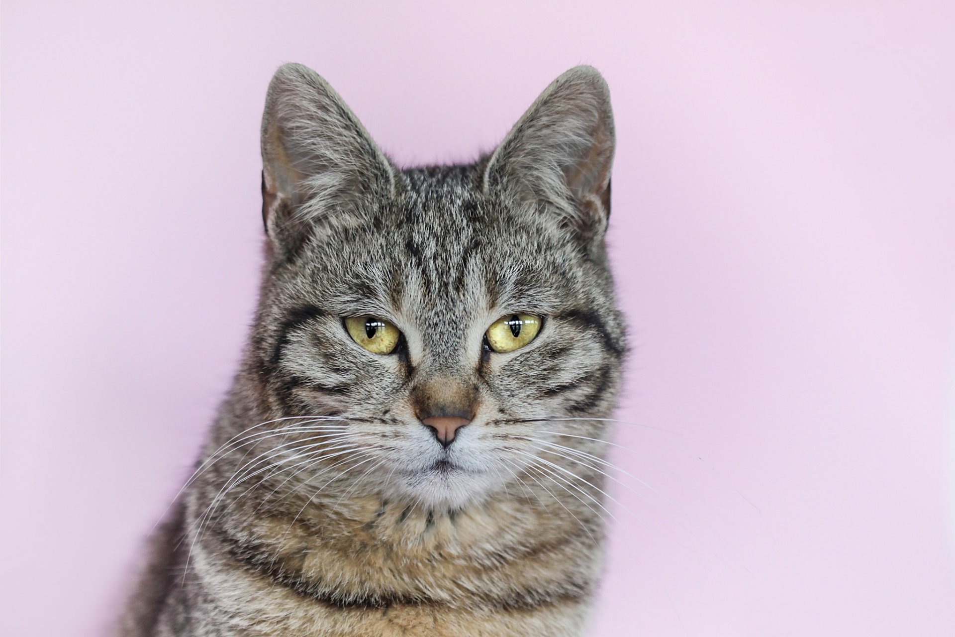 katze grau gestreift hintergrund porträt