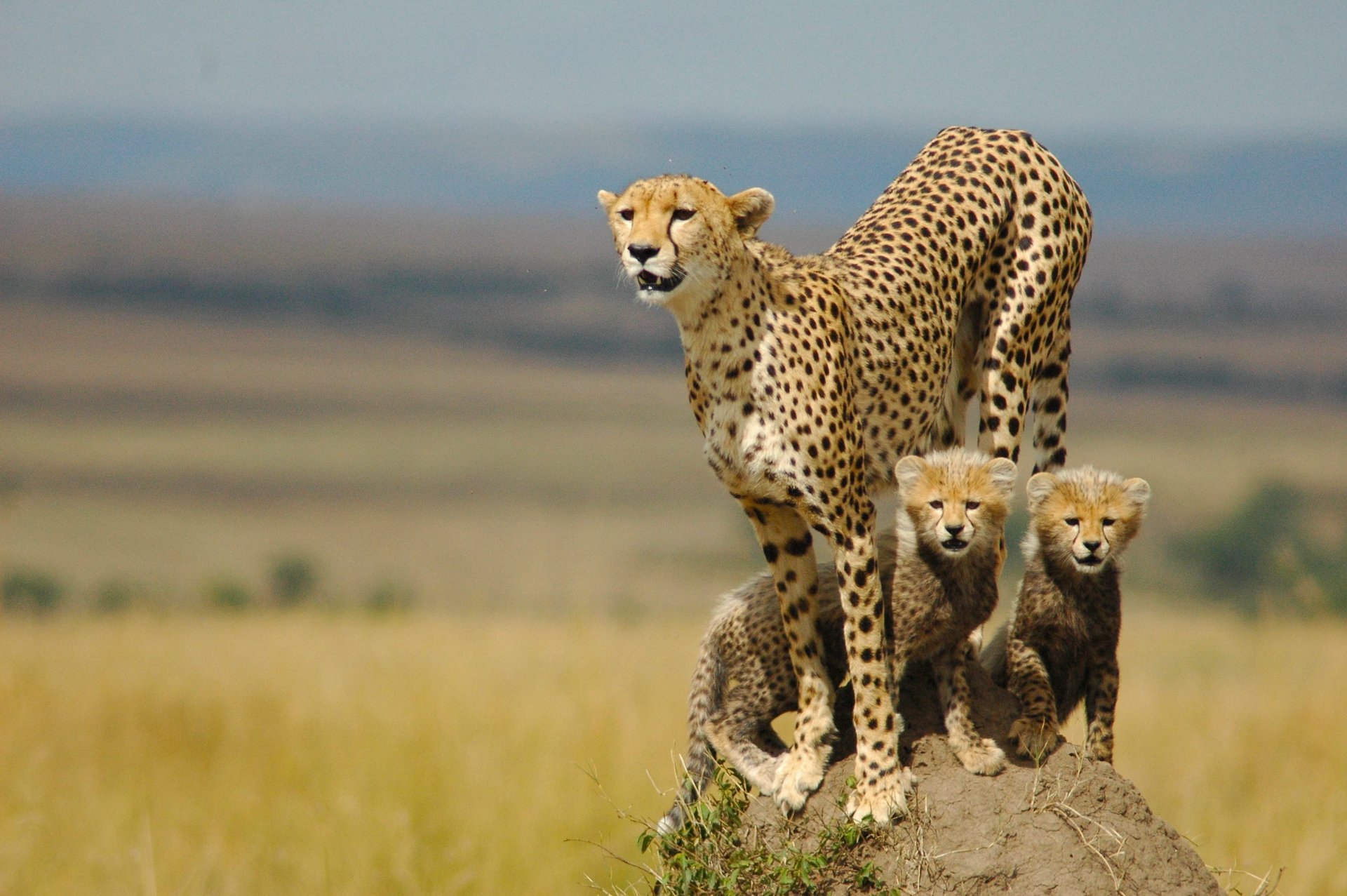 cheetah mother horses family