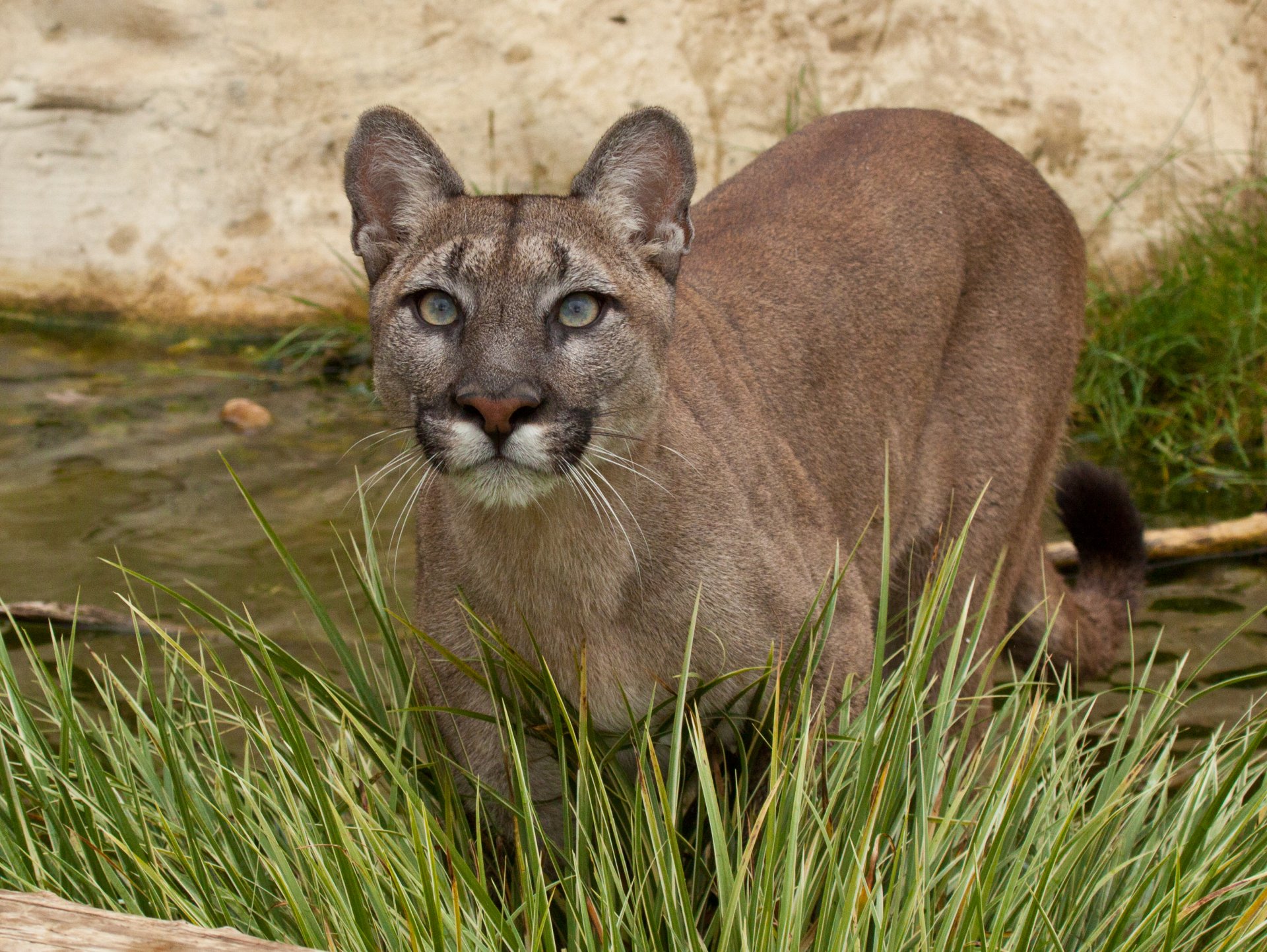 puma puma león de montaña gato vista hierba agua