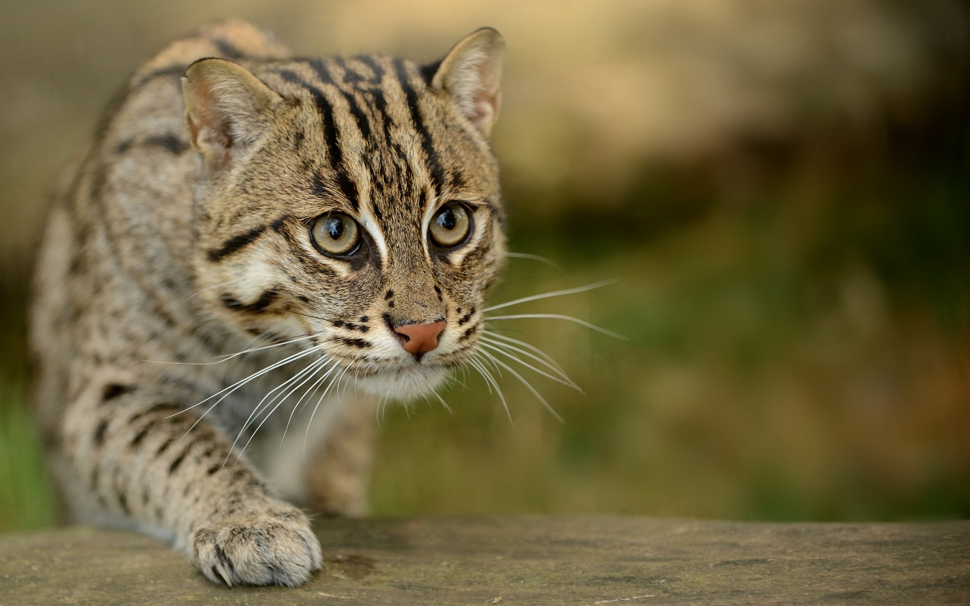 cat eyes steals blur close up prionailurus viverrinus fishing cat speckled cat