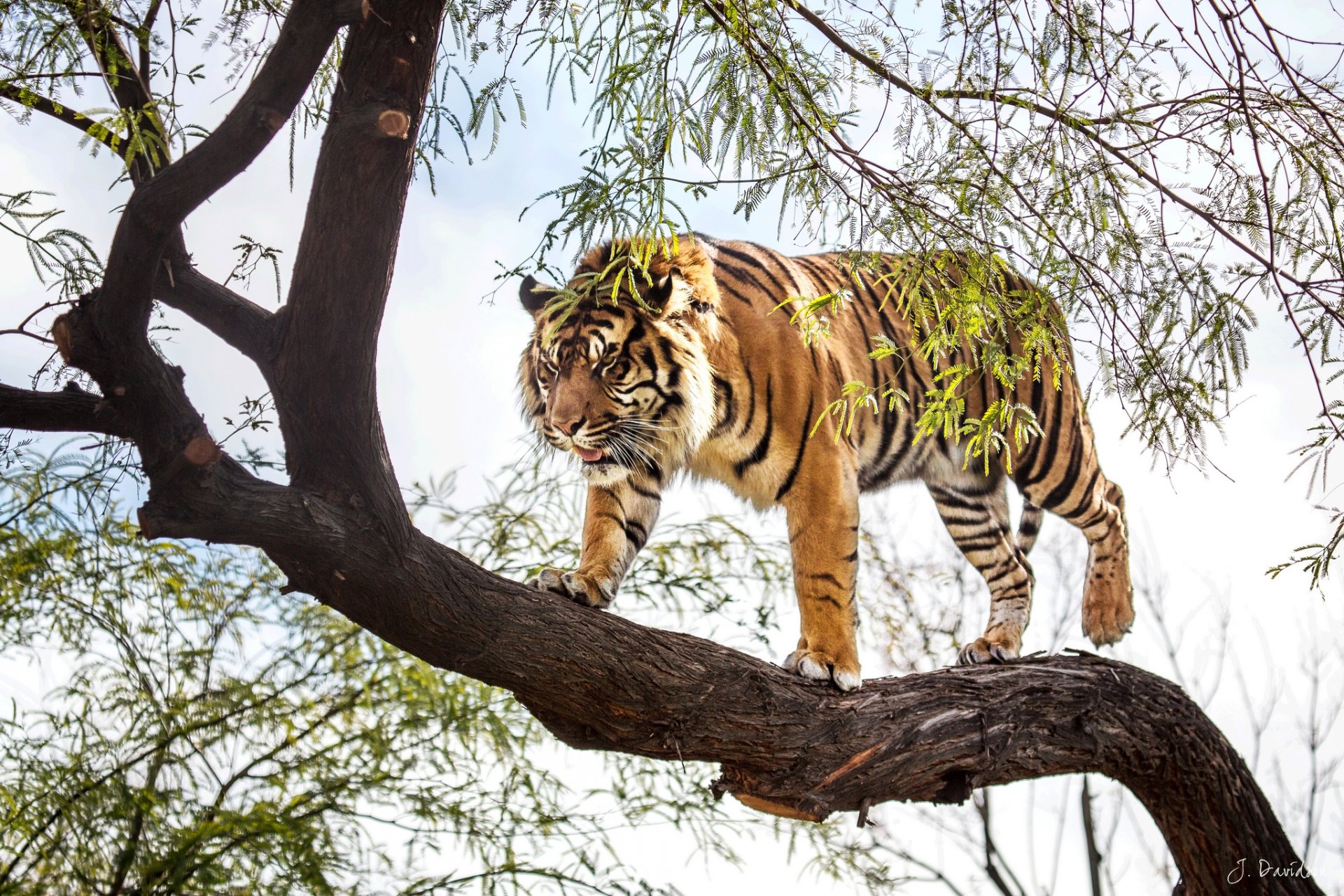 tigre sumatra depredador árbol