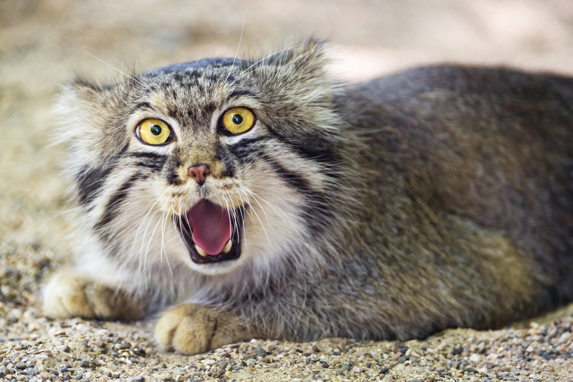 manul die katze ©tambako der jaguar